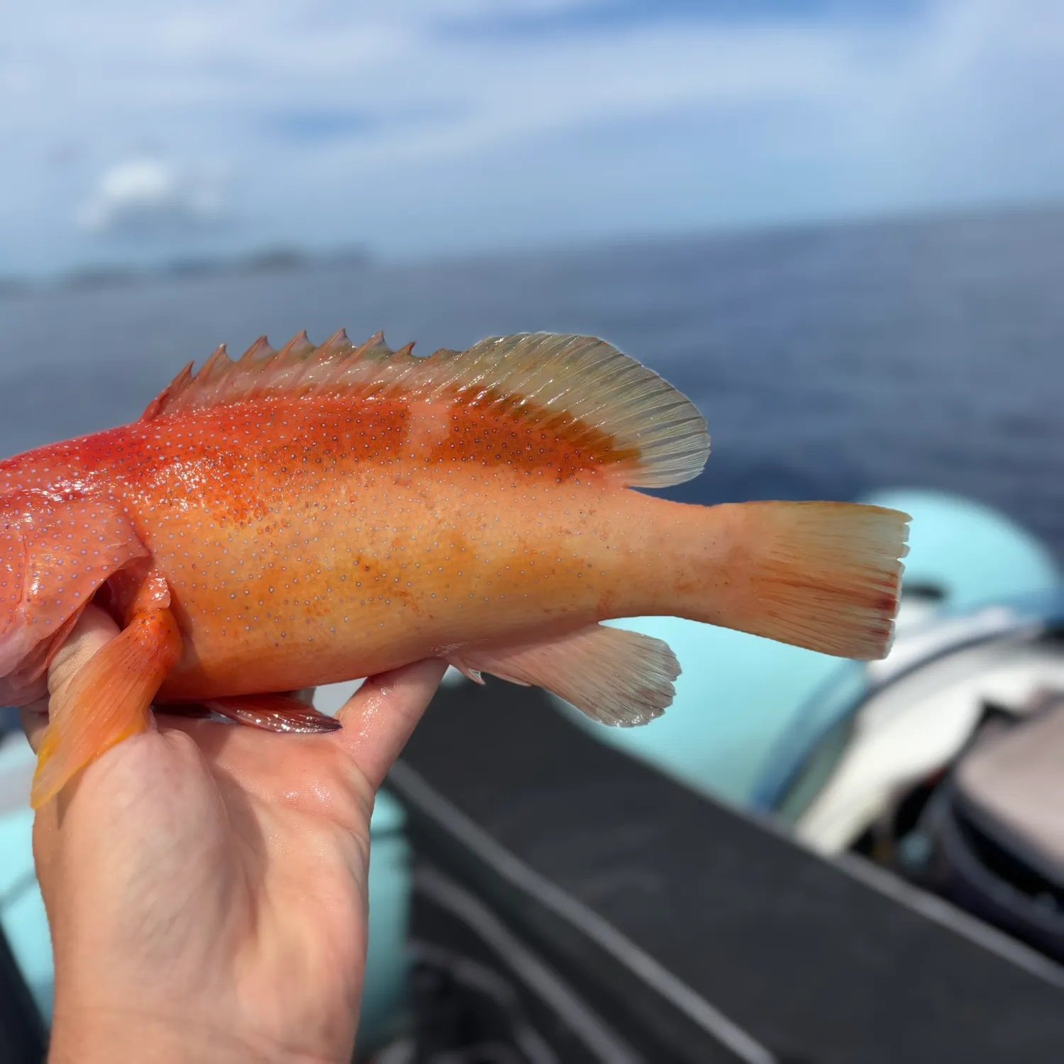 The most recent Coney grouper catches on Fishbrain