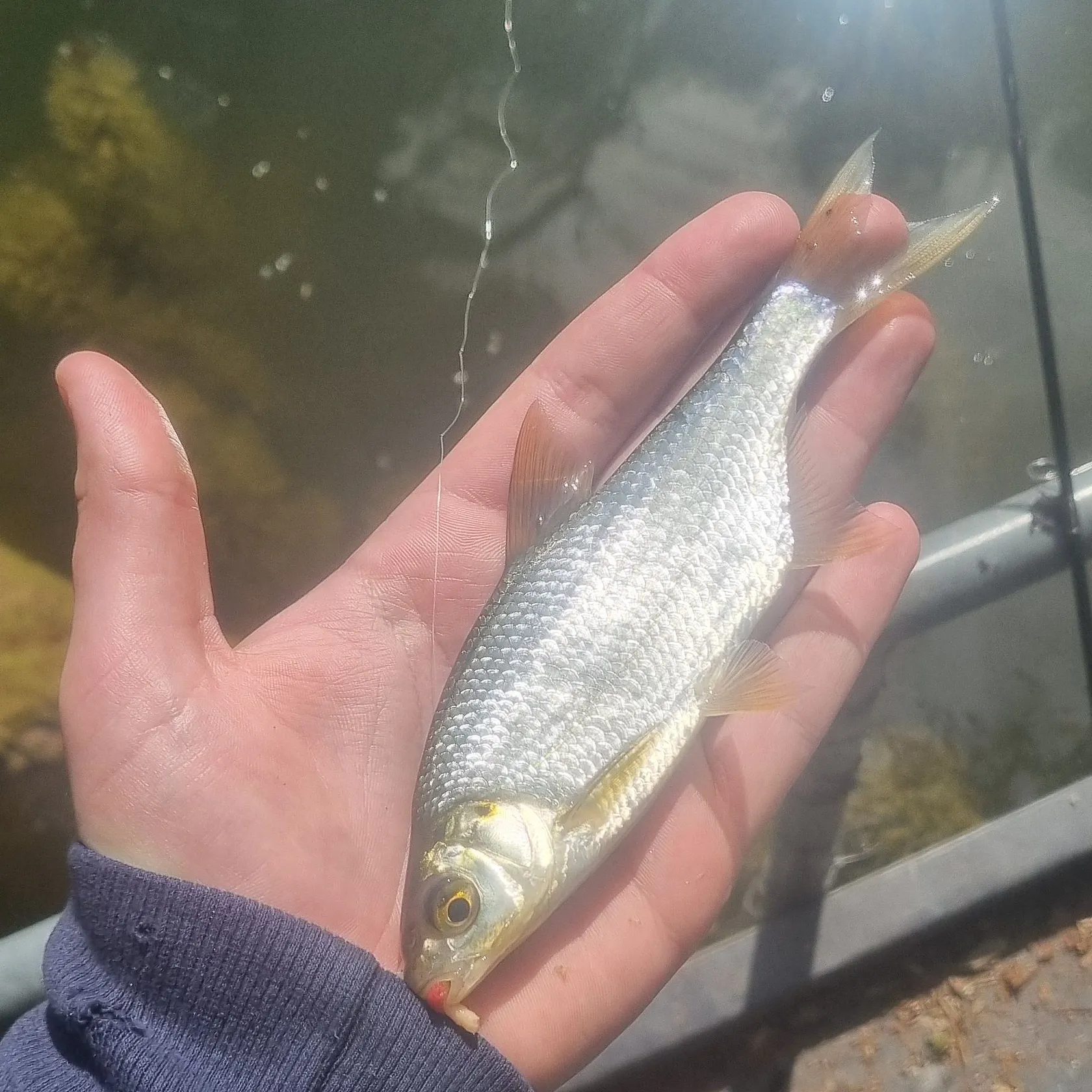 most liked catch image