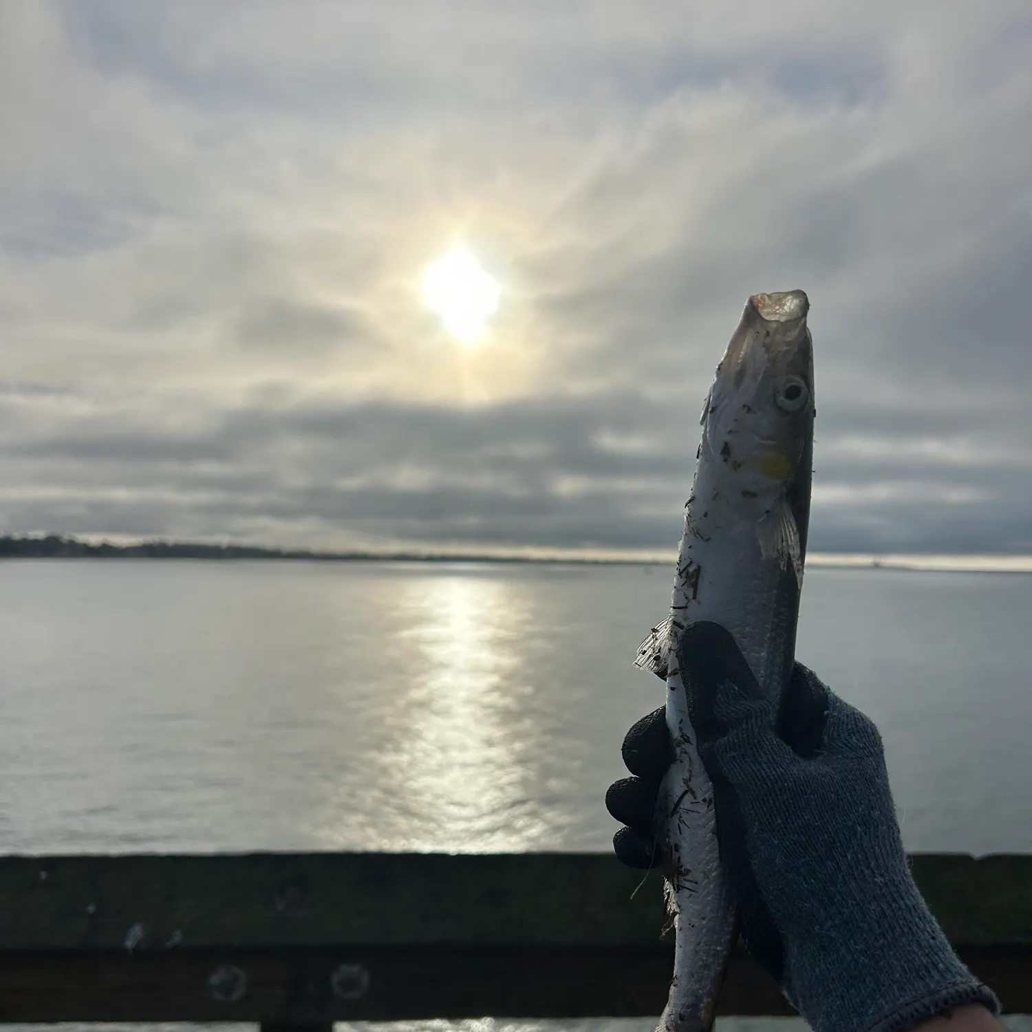 The most recent Surf smelt catches on Fishbrain
