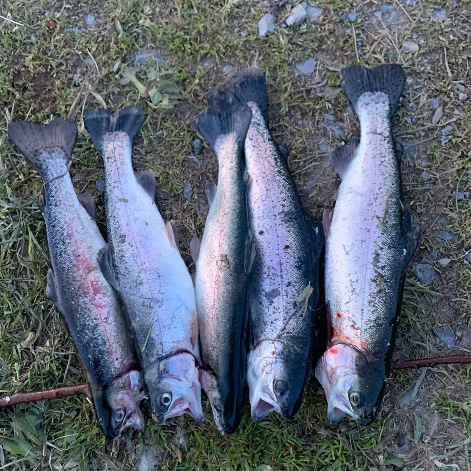 recently logged catches