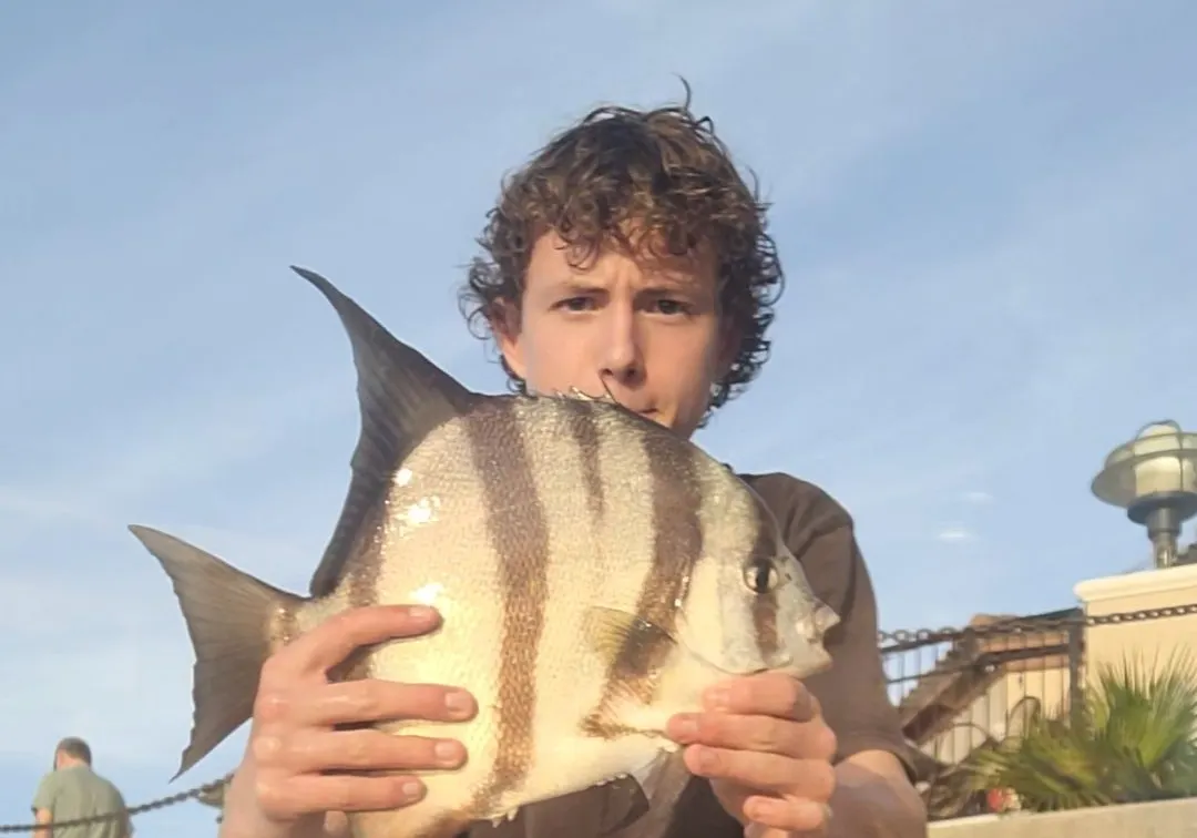 Atlantic spadefish