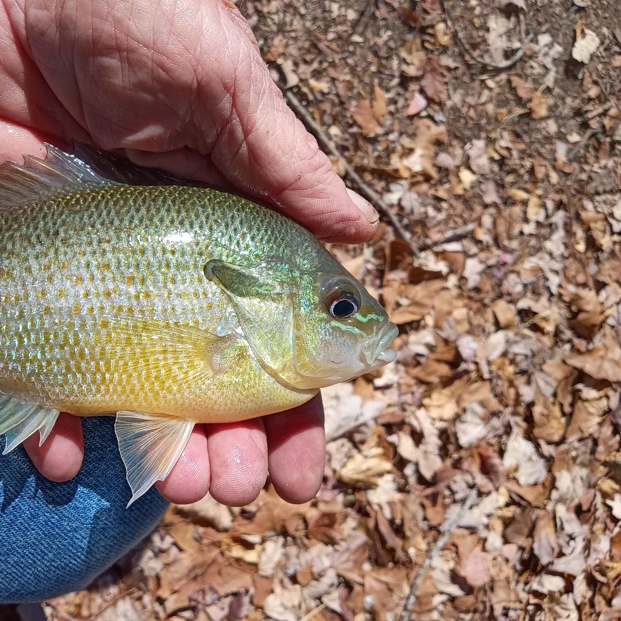 Redbreast sunfish caught on Fishbrain