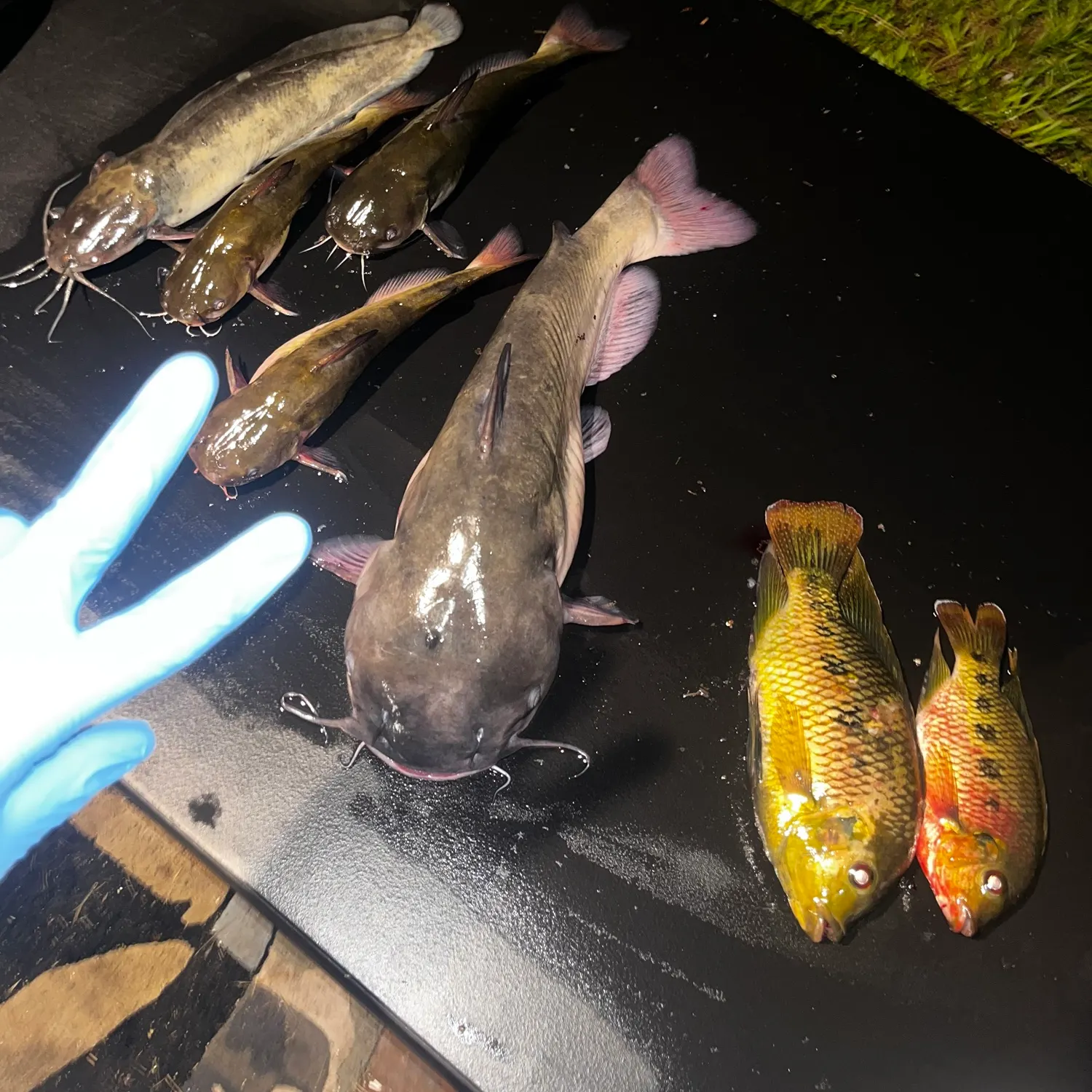 catch