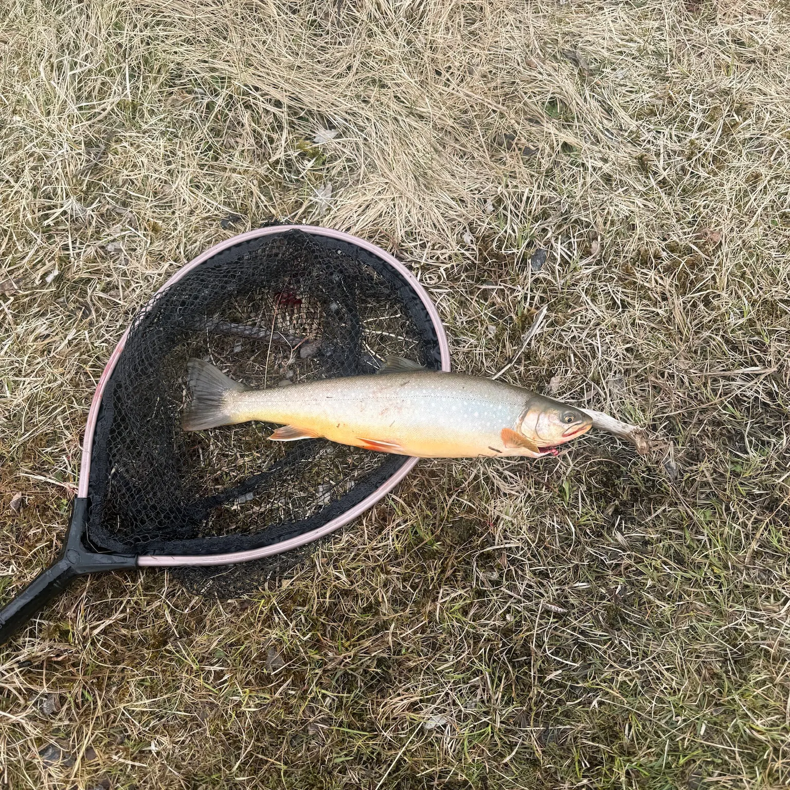 The most recent Arctic char catches on Fishbrain