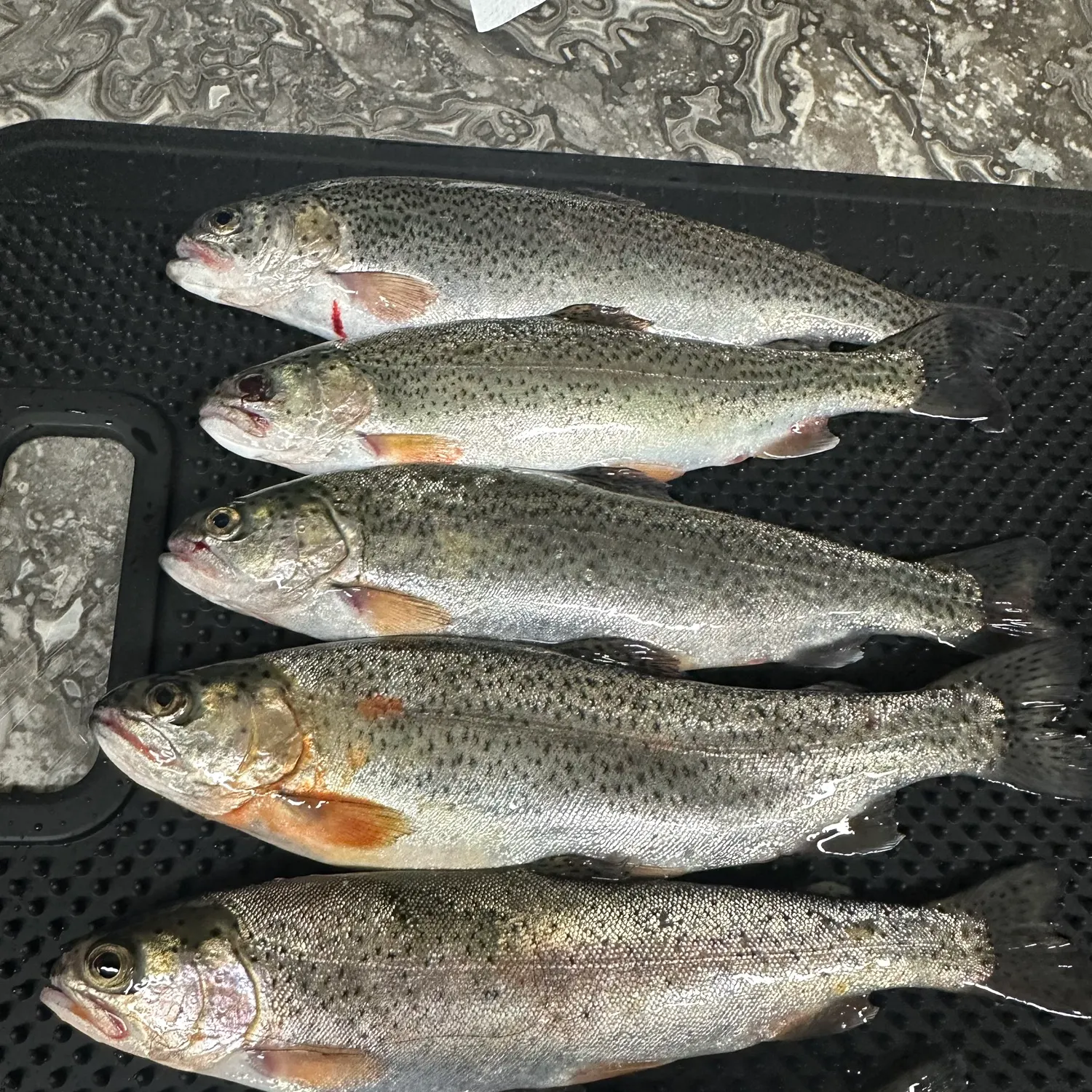 recently logged catches