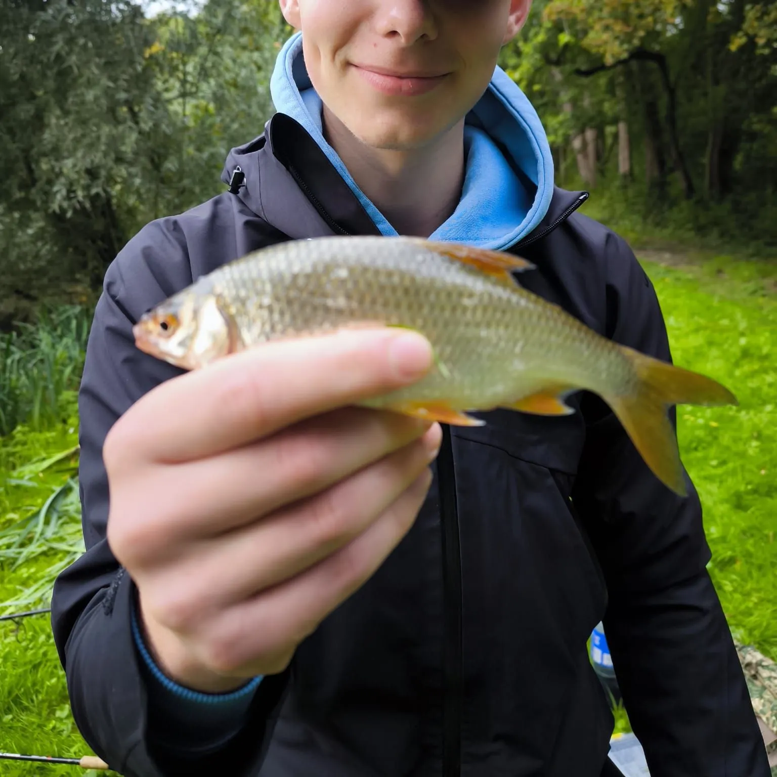 Common roach caught on Fishbrain