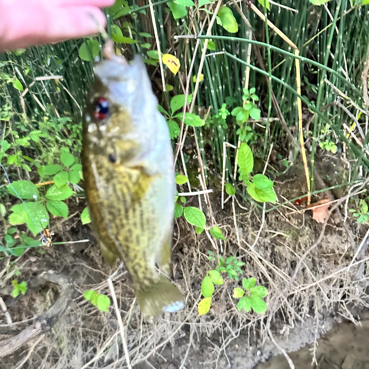 Rock bass caught on Fishbrain