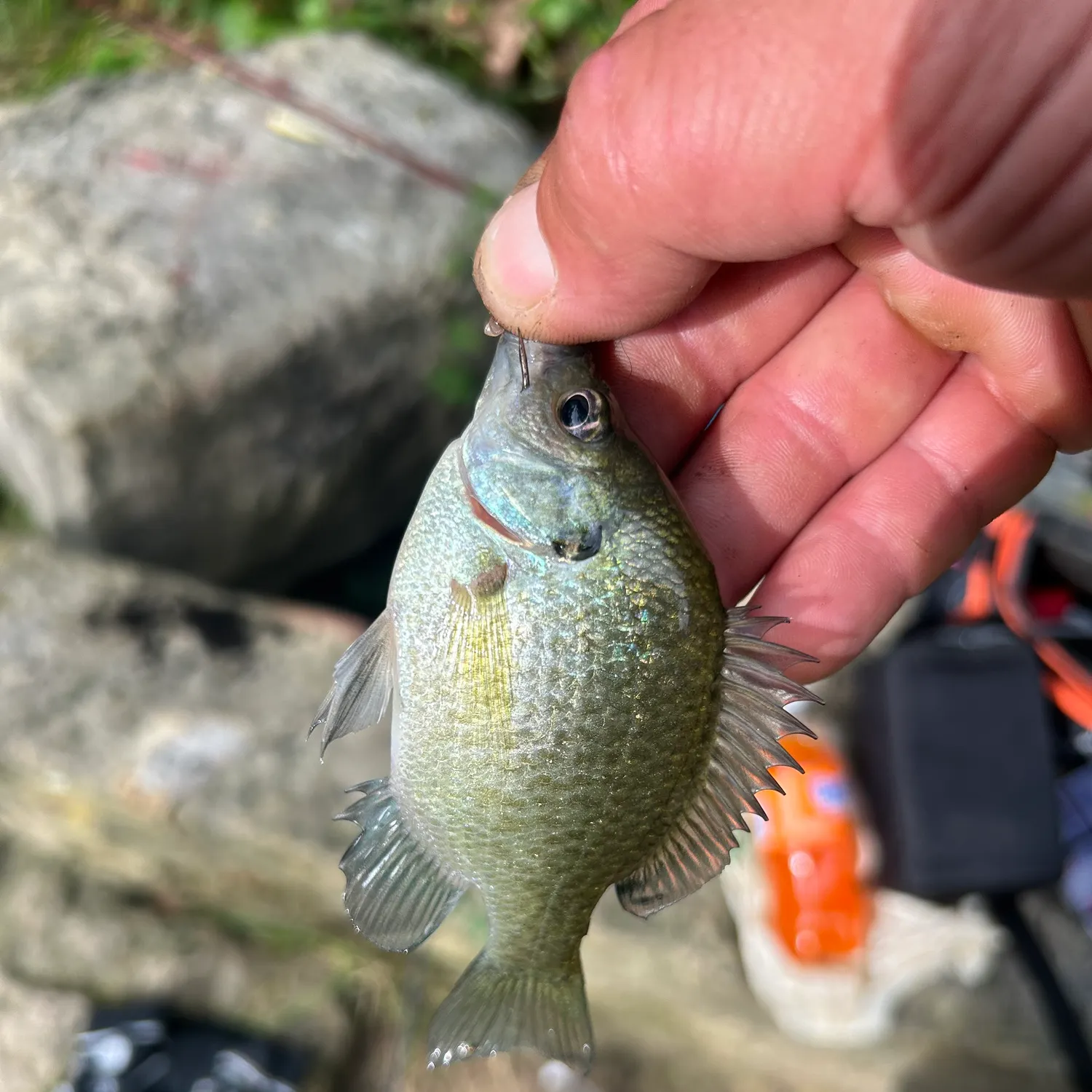 catch