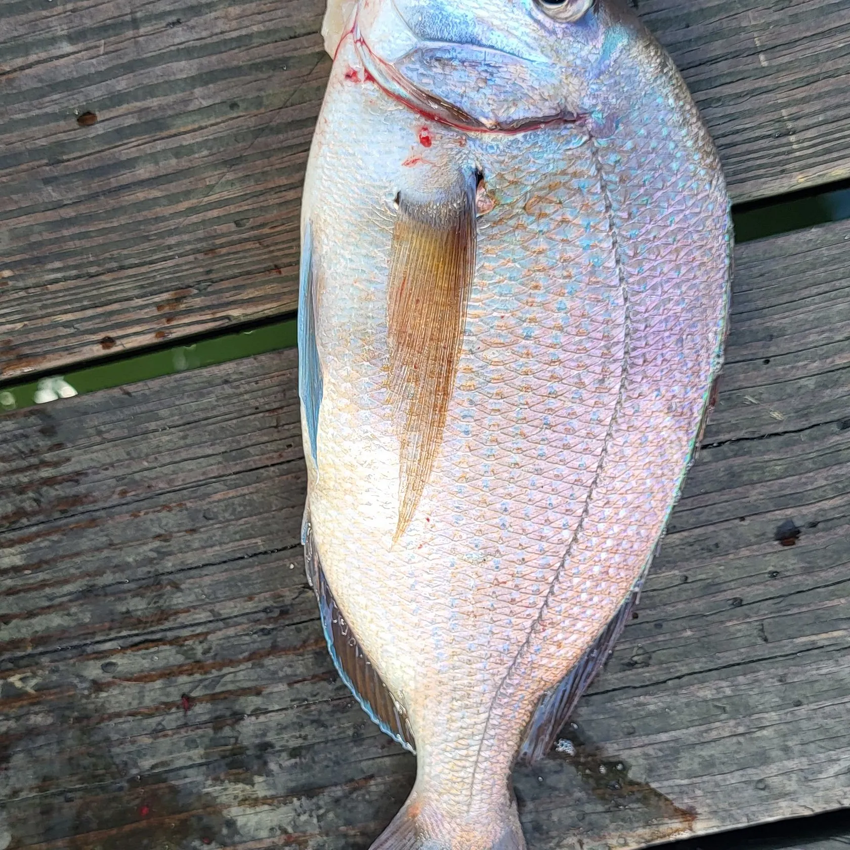 Scup caught on Fishbrain