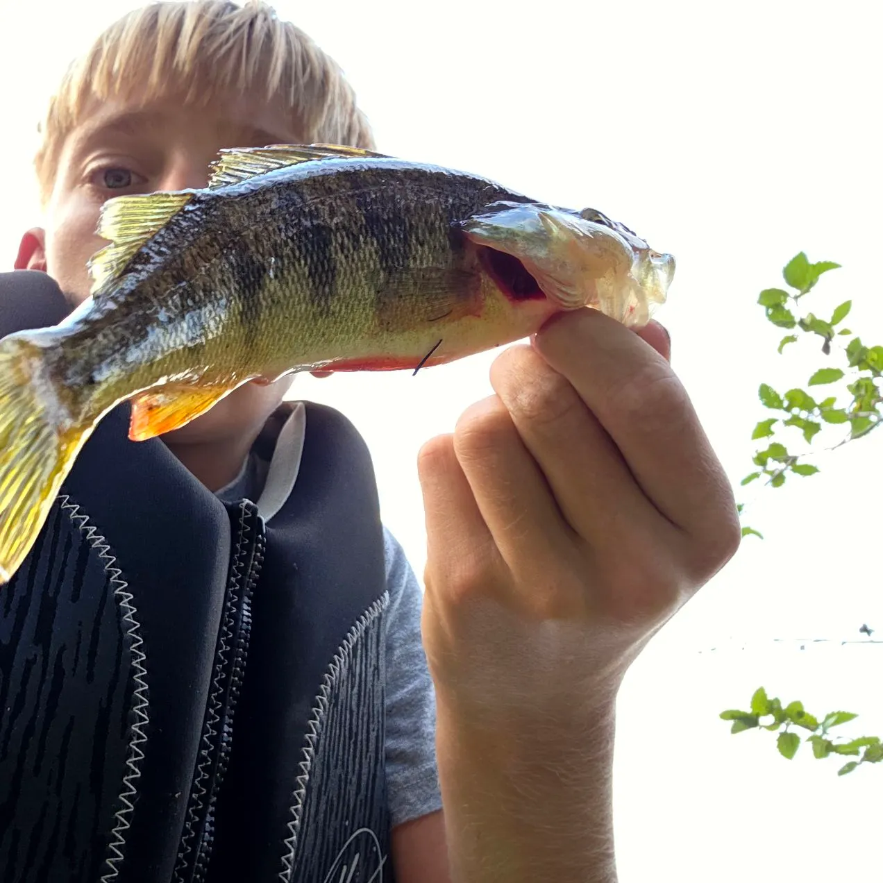Yellow perch caught on Fishbrain