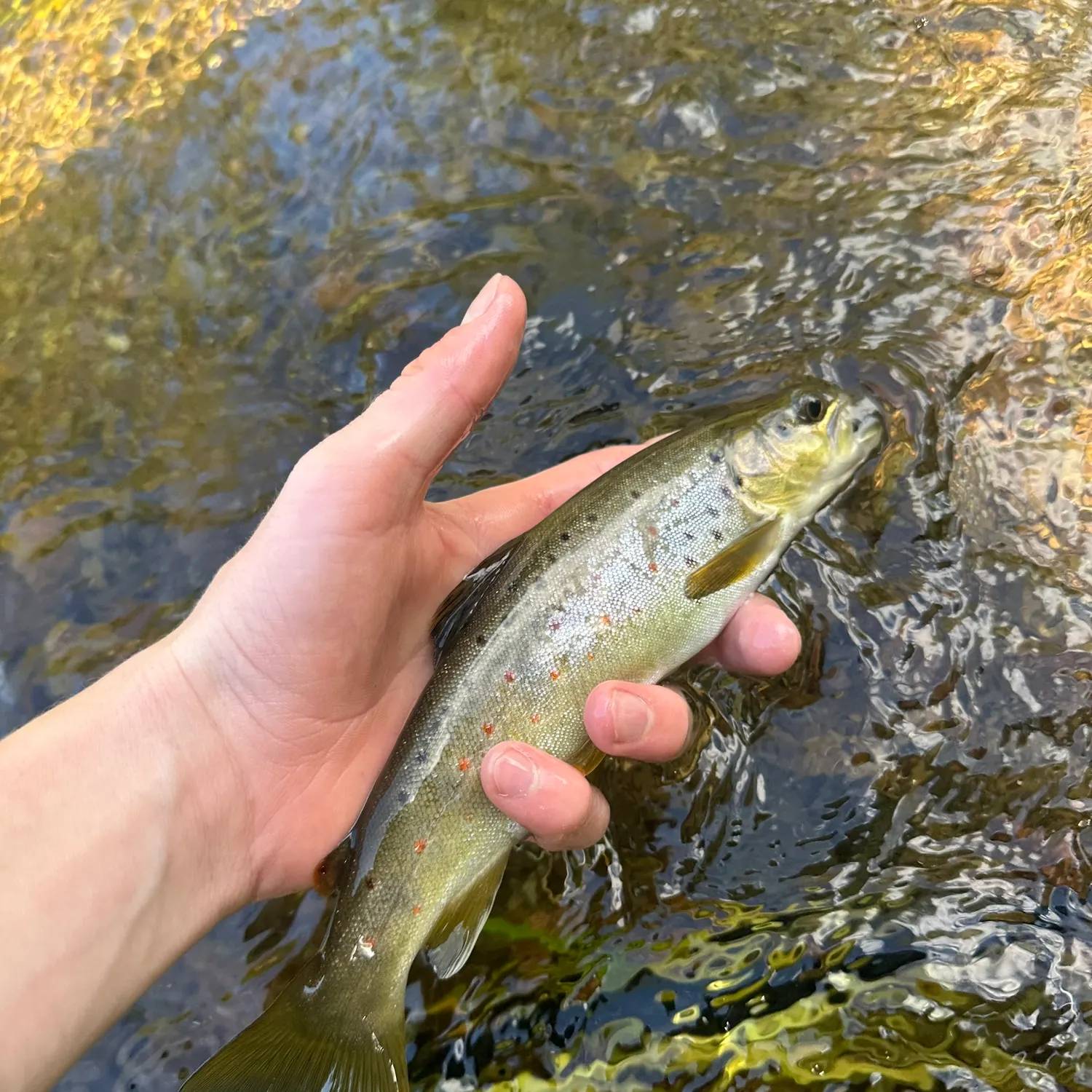 Brown trout caught on Fishbrain