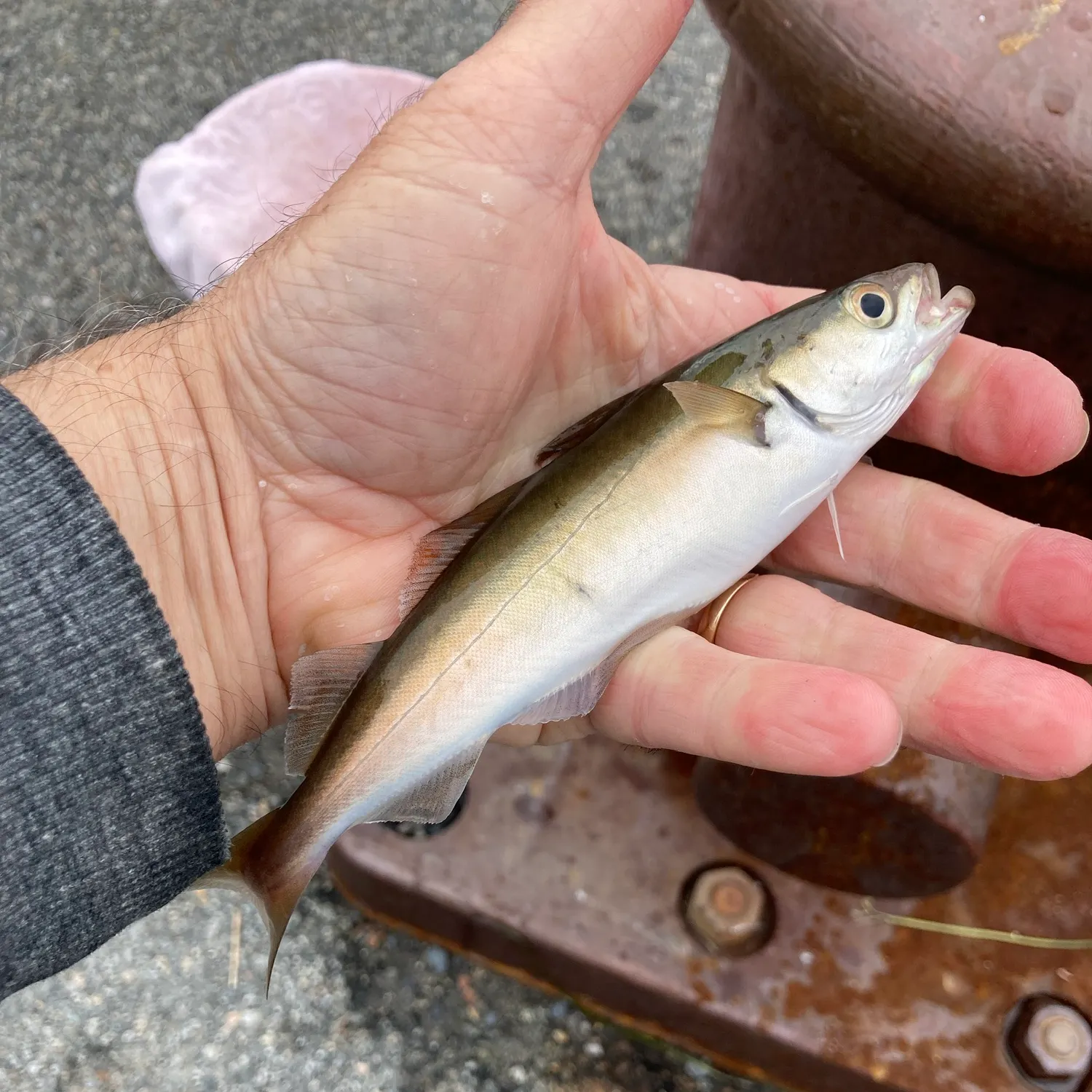 Atlantic pollock caught on Fishbrain