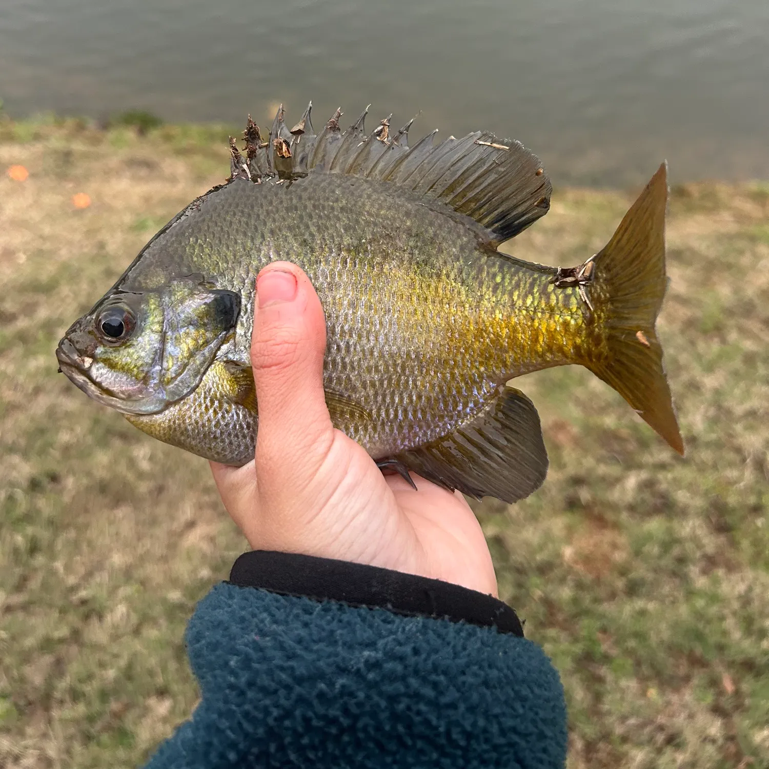 The most recent Bluegill catches on Fishbrain
