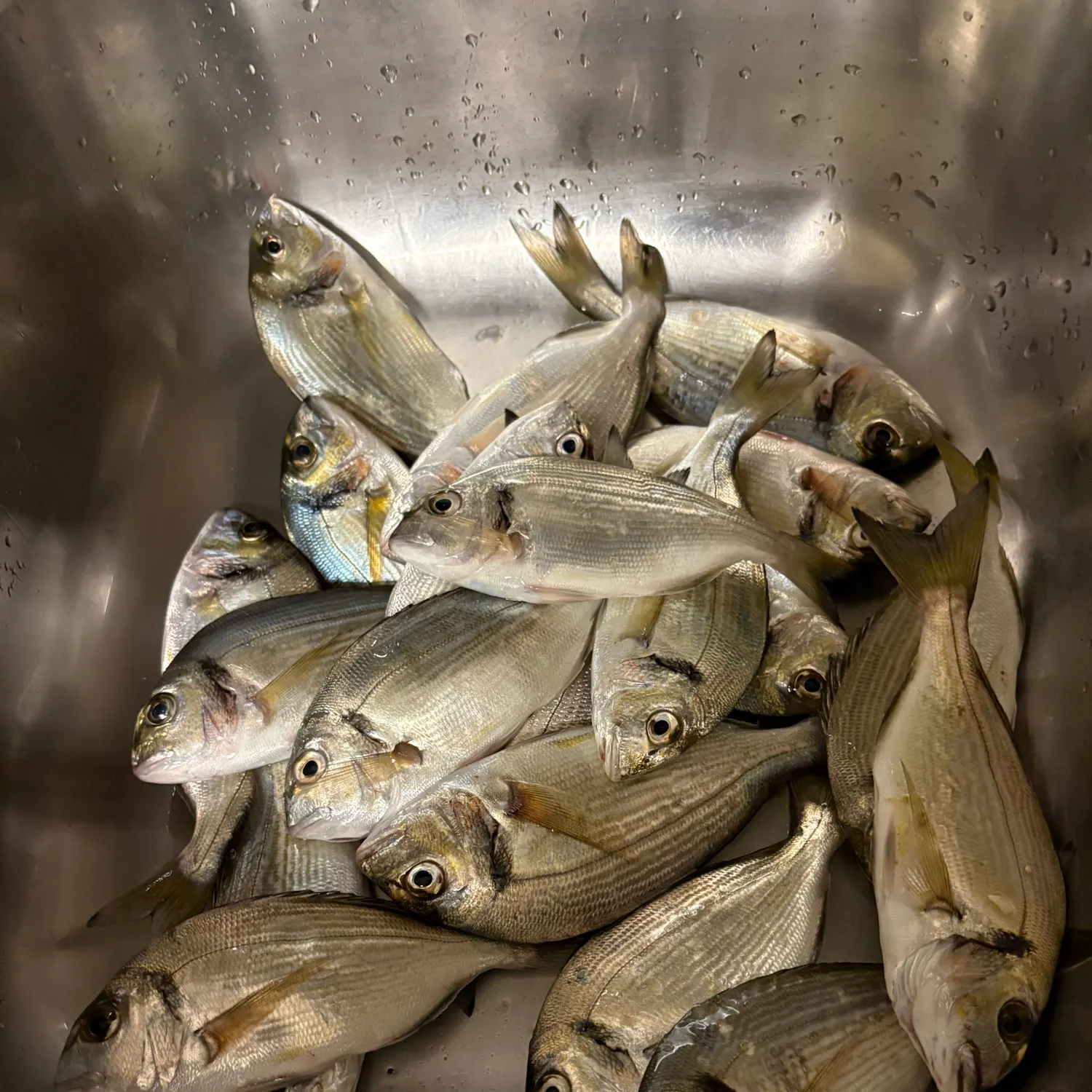 Gilthead seabream caught on Fishbrain