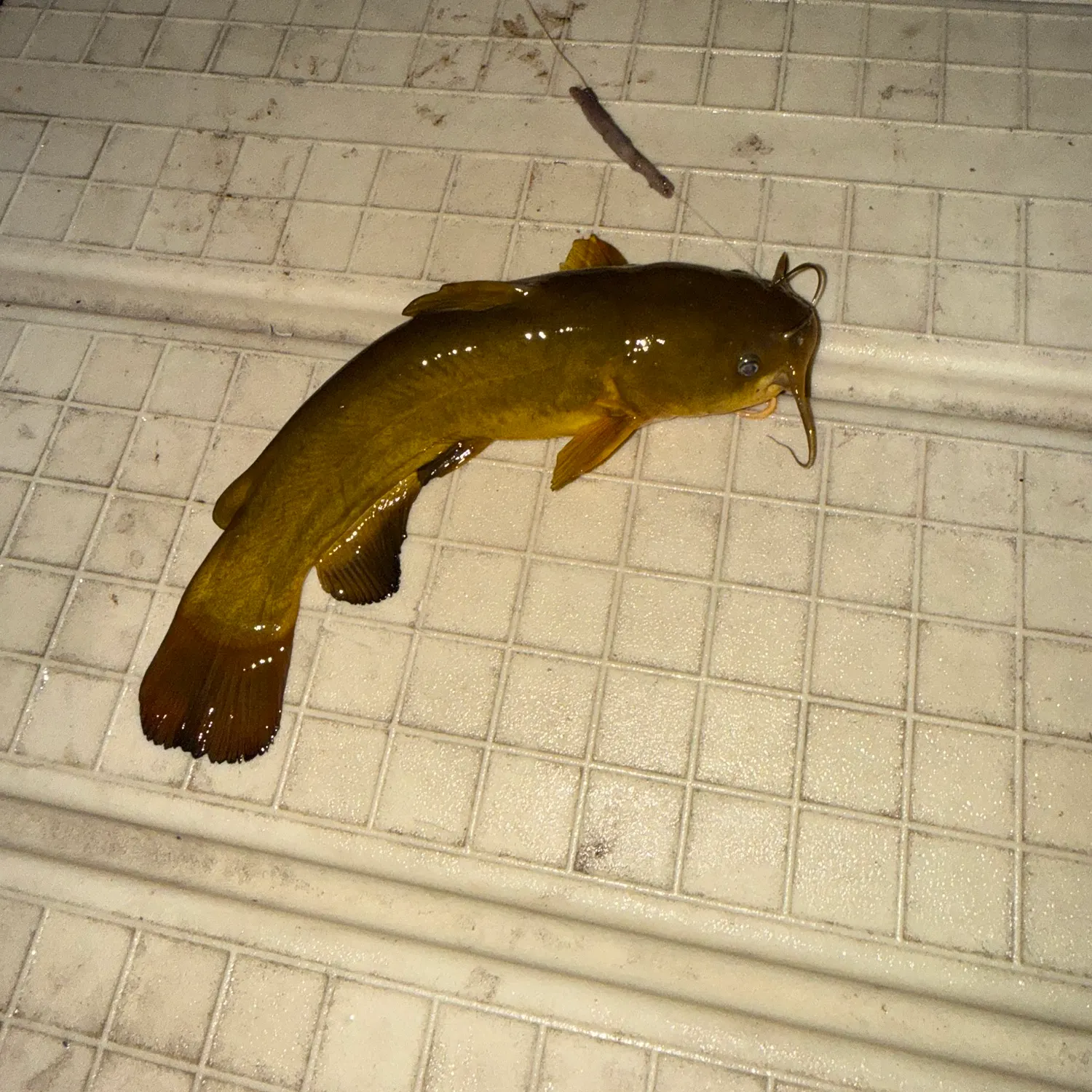 Yellow bullhead caught on Fishbrain