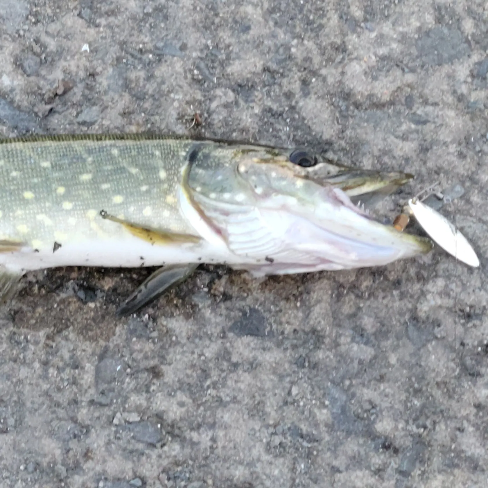 Northern pike caught on Fishbrain
