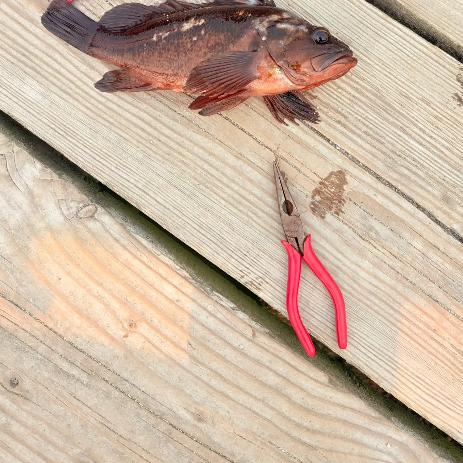 catch