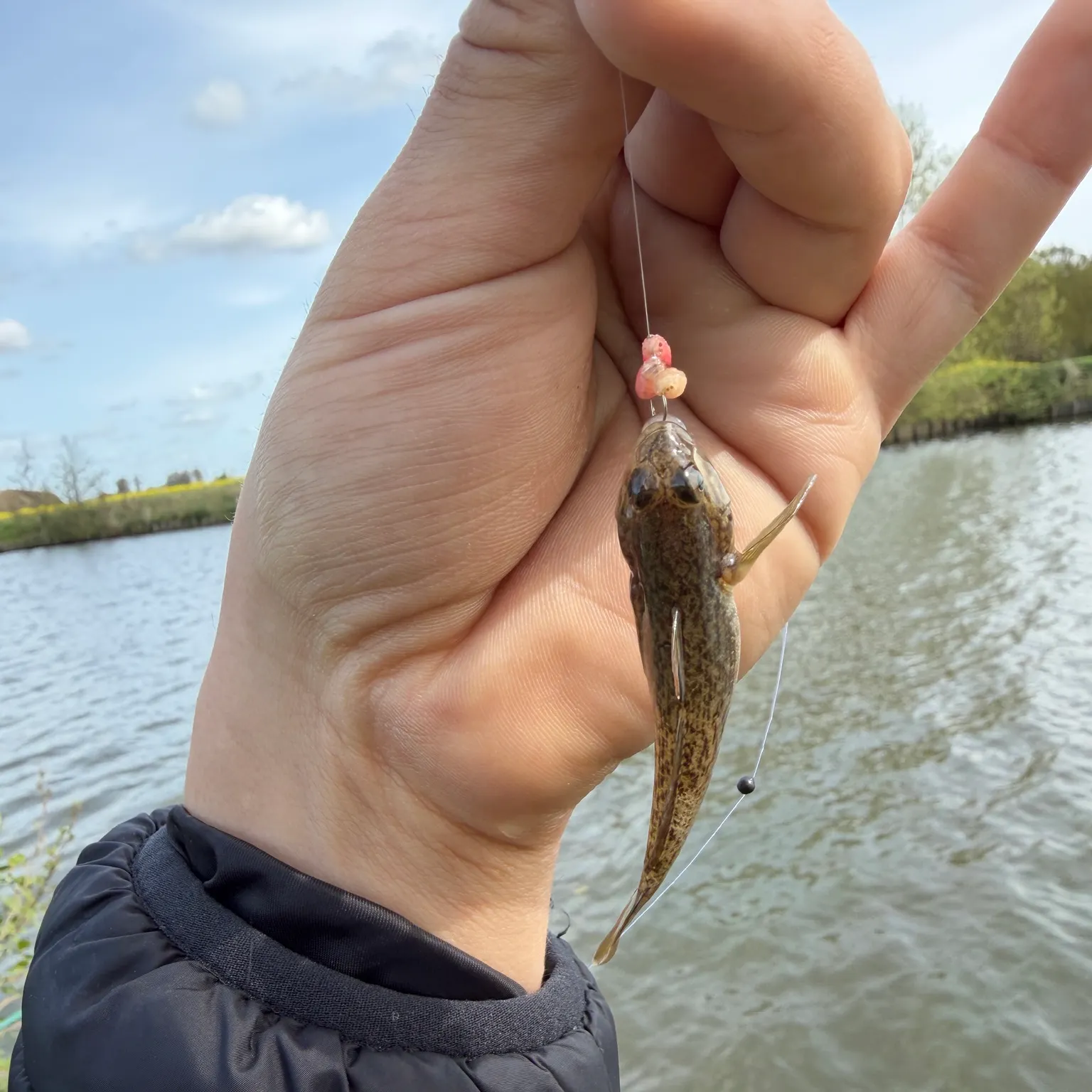 The most recent Common goby catches on Fishbrain