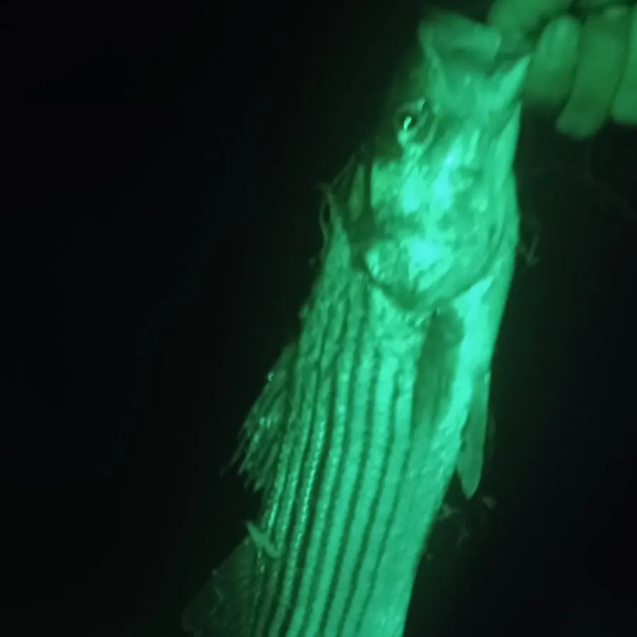 Striped bass caught on Fishbrain