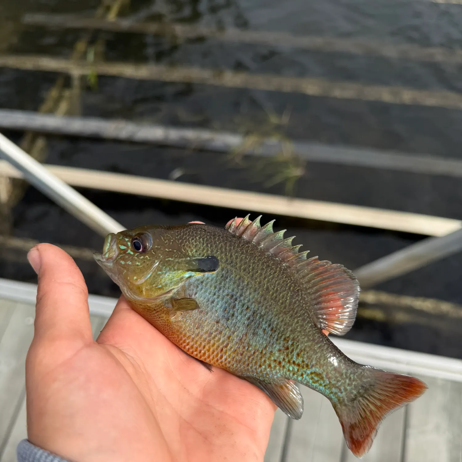 Redbreast sunfish caught on Fishbrain