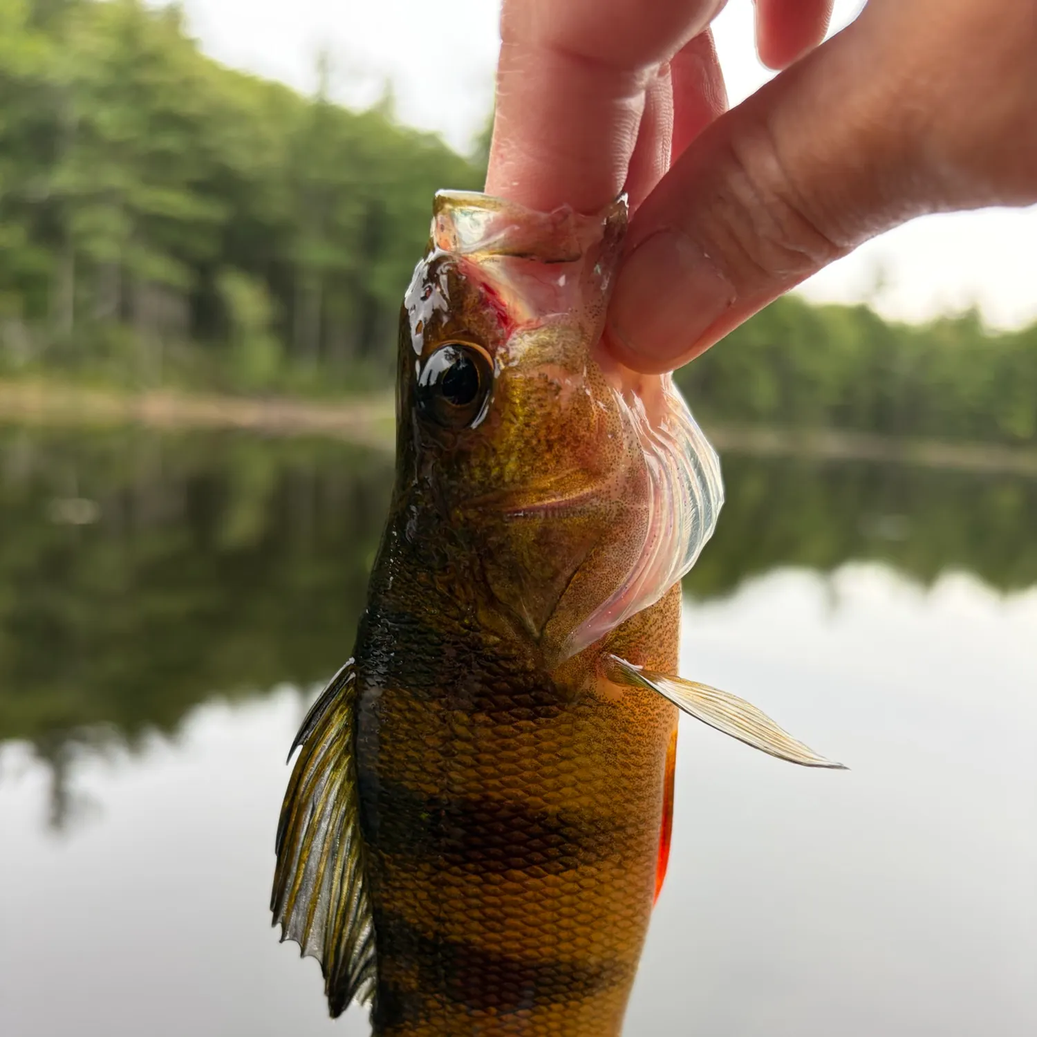 Yellow perch caught on Fishbrain