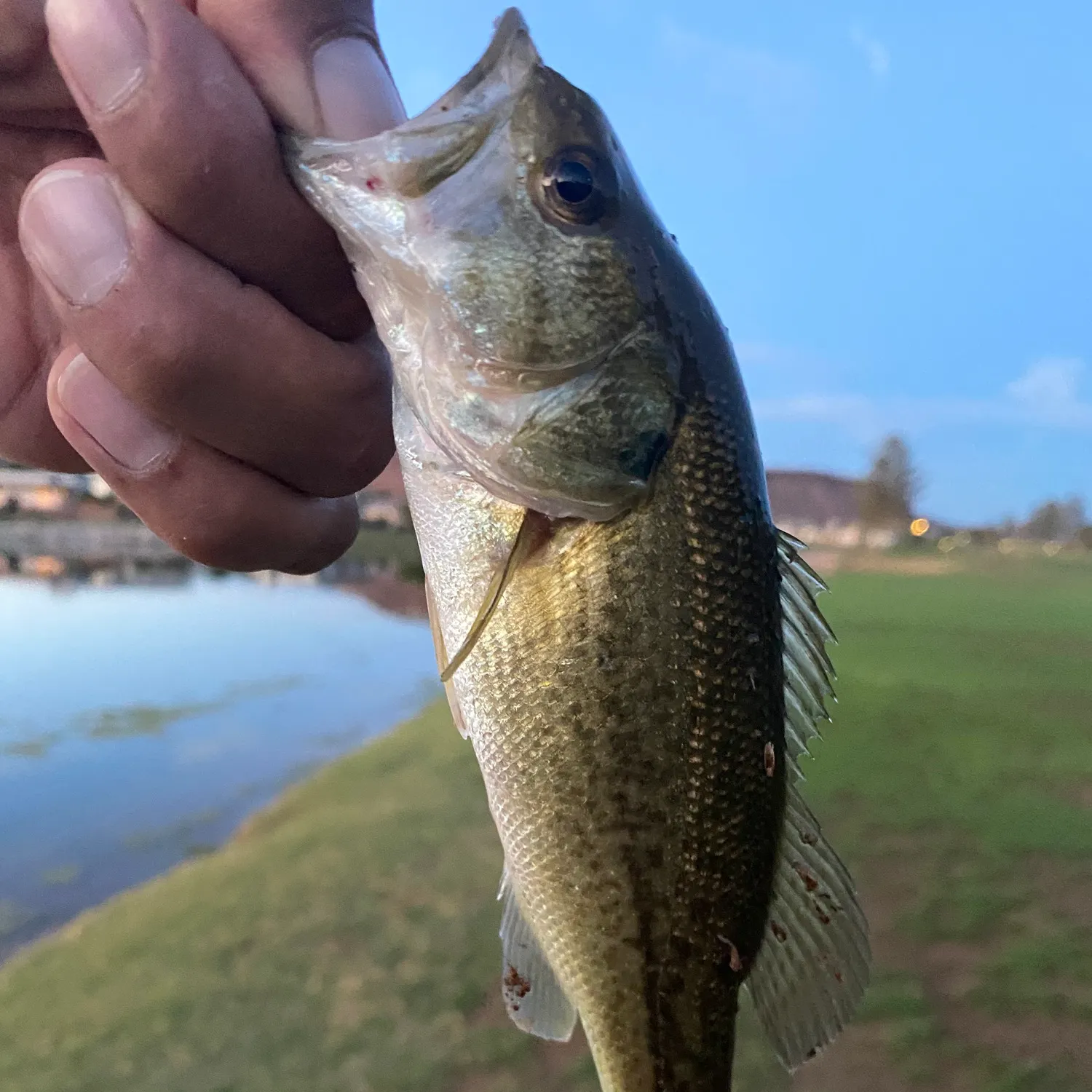 Largemouth bass caught on Fishbrain