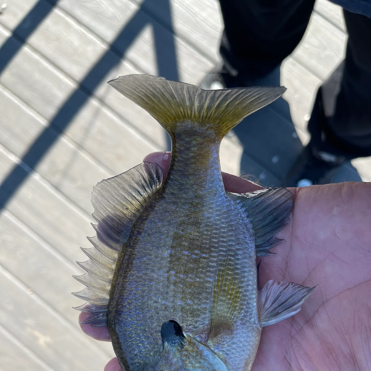 Bluegill caught on Fishbrain