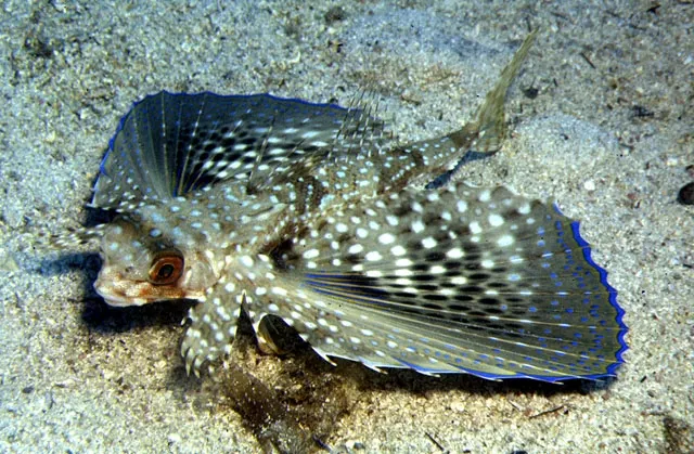 Flying gurnard