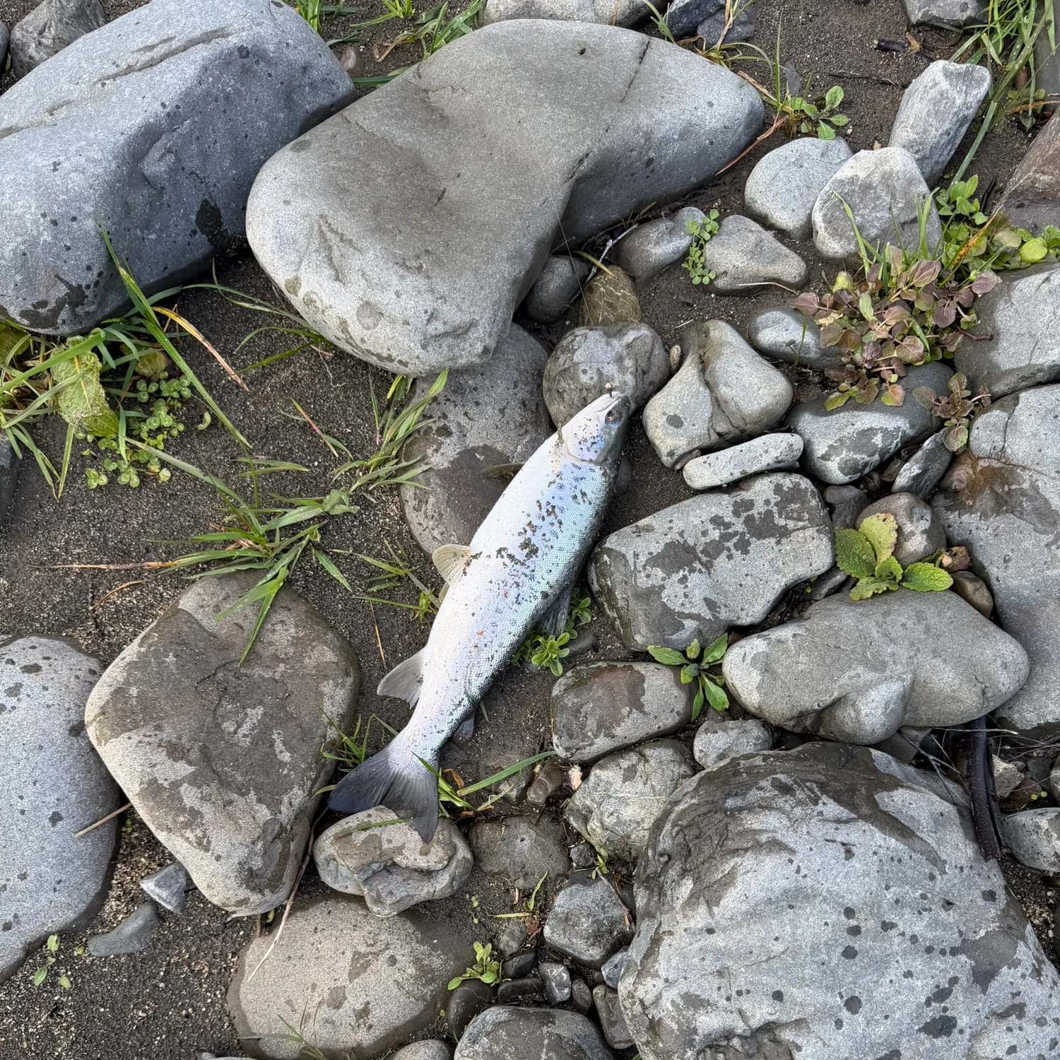Rainbow trout caught on Fishbrain