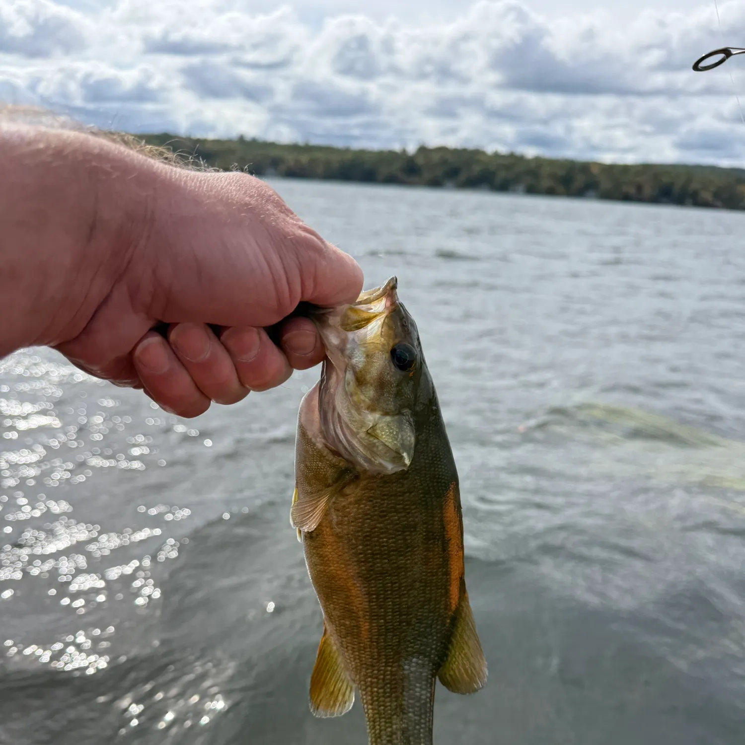 Smallmouth bass caught on Fishbrain