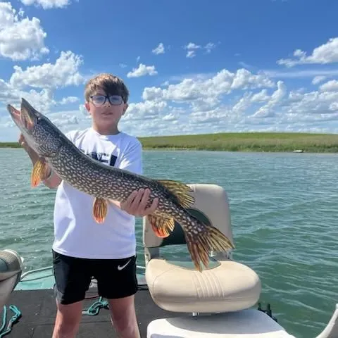The most recent Northern pike catches on Fishbrain