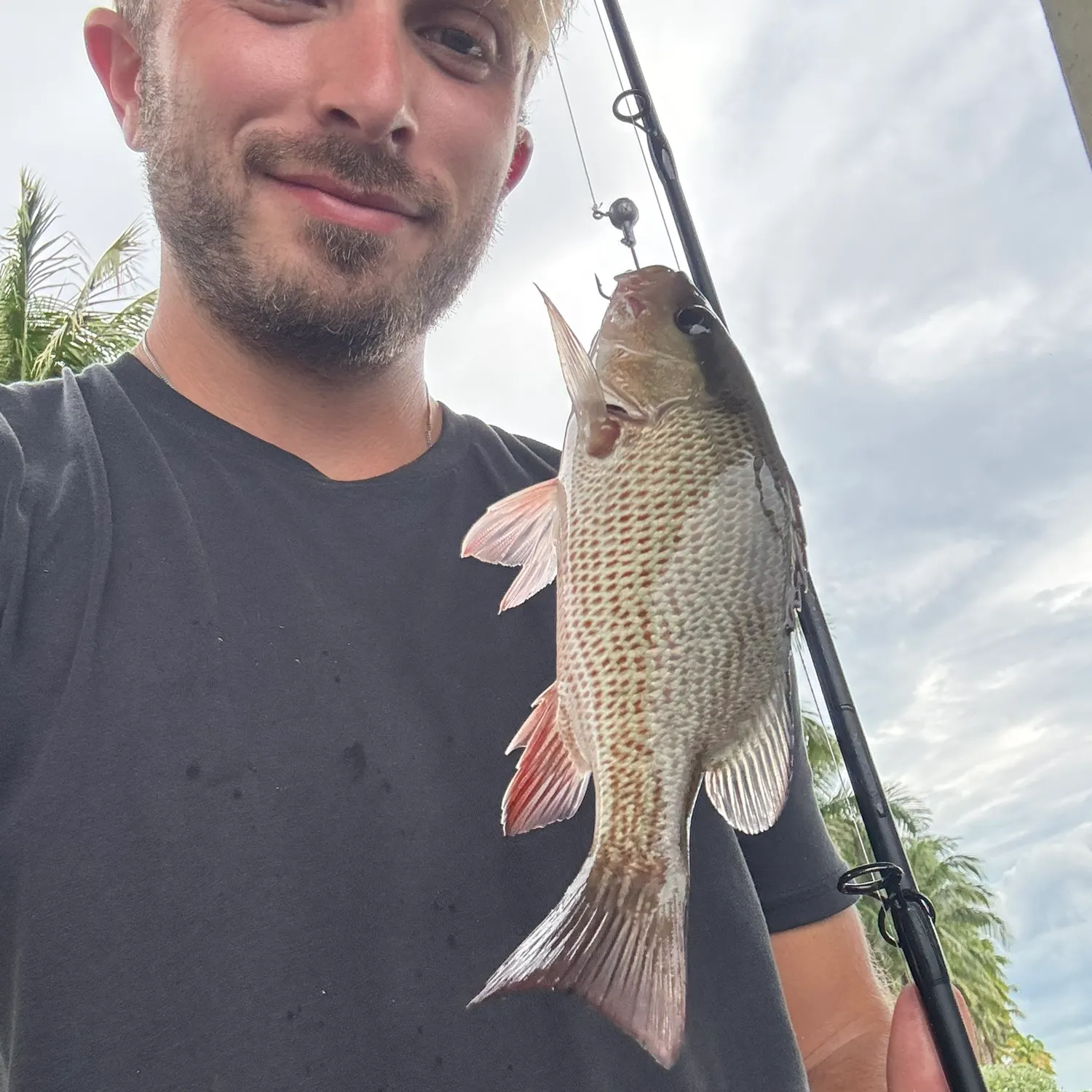 Mangrove snapper caught on Fishbrain