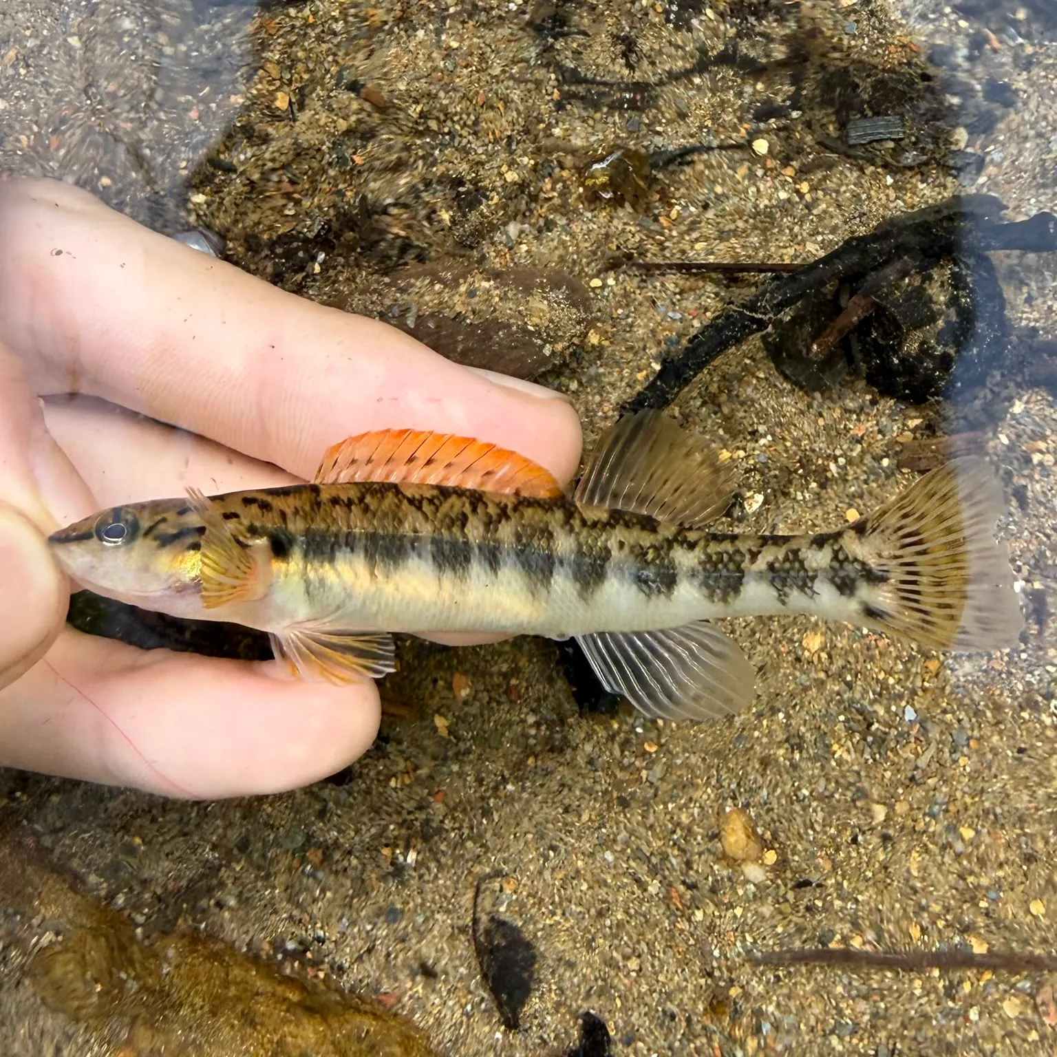 The most recent Bronze darter catches on Fishbrain
