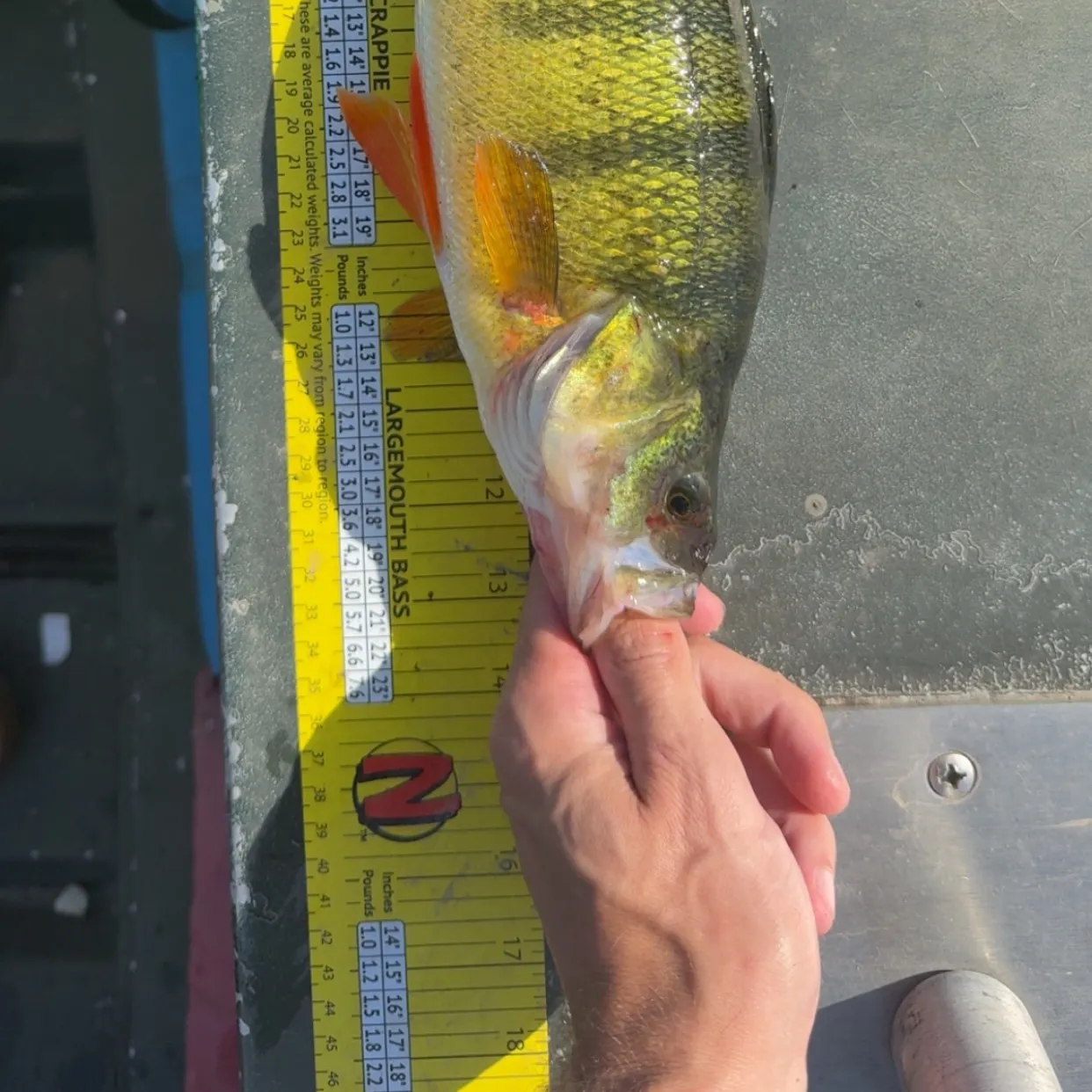 Yellow perch caught on Fishbrain