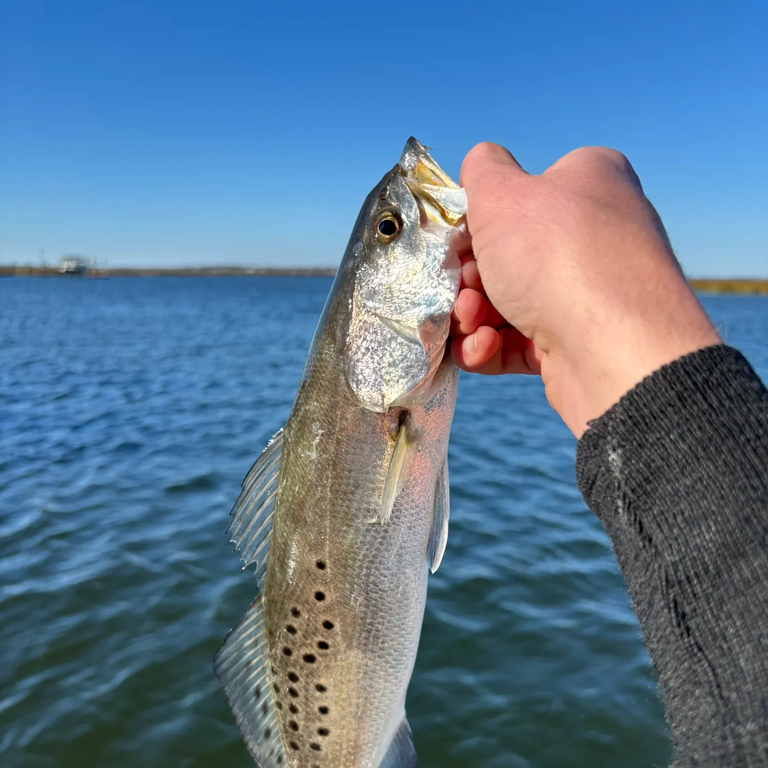 The most recent Spotted seatrout catches on Fishbrain