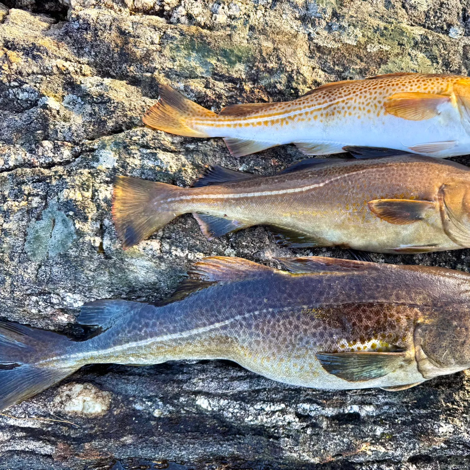 The most recent Atlantic cod catches on Fishbrain