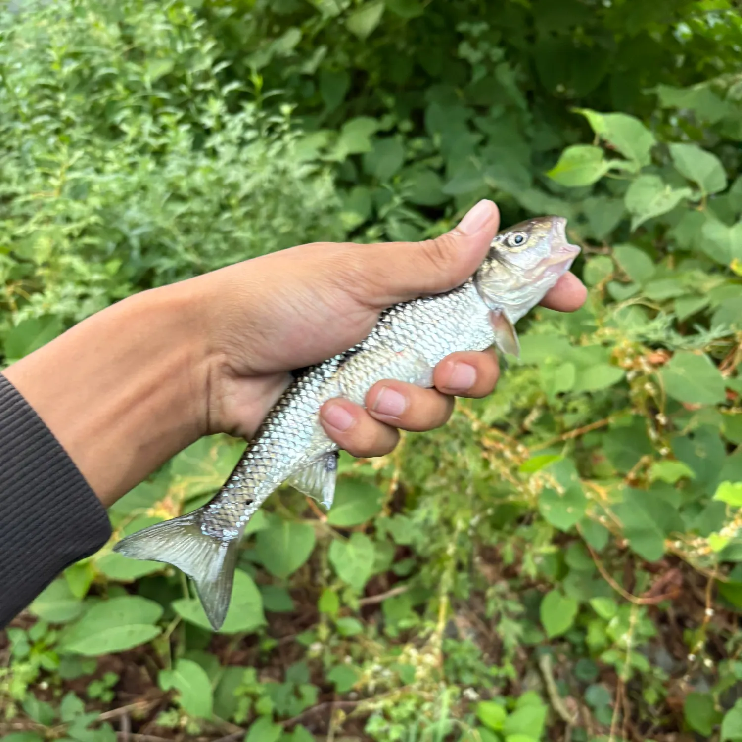 Fallfish caught on Fishbrain
