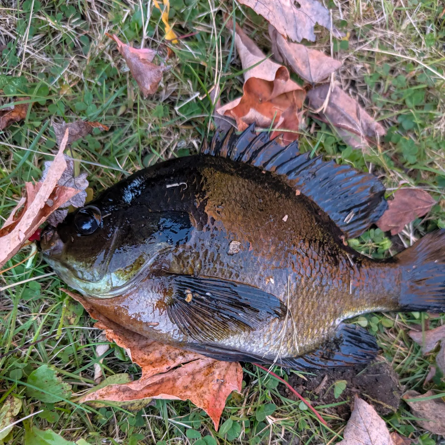 Bluegill caught on Fishbrain