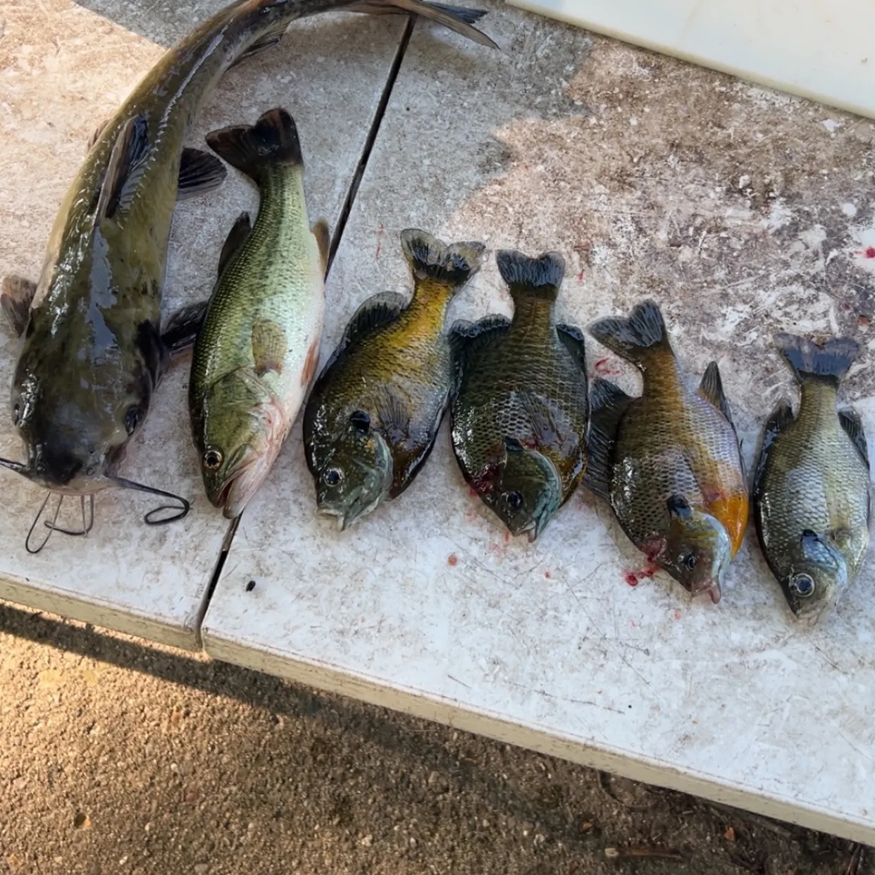 recently logged catches