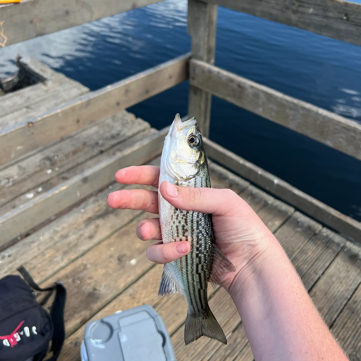 Striped bass caught on Fishbrain