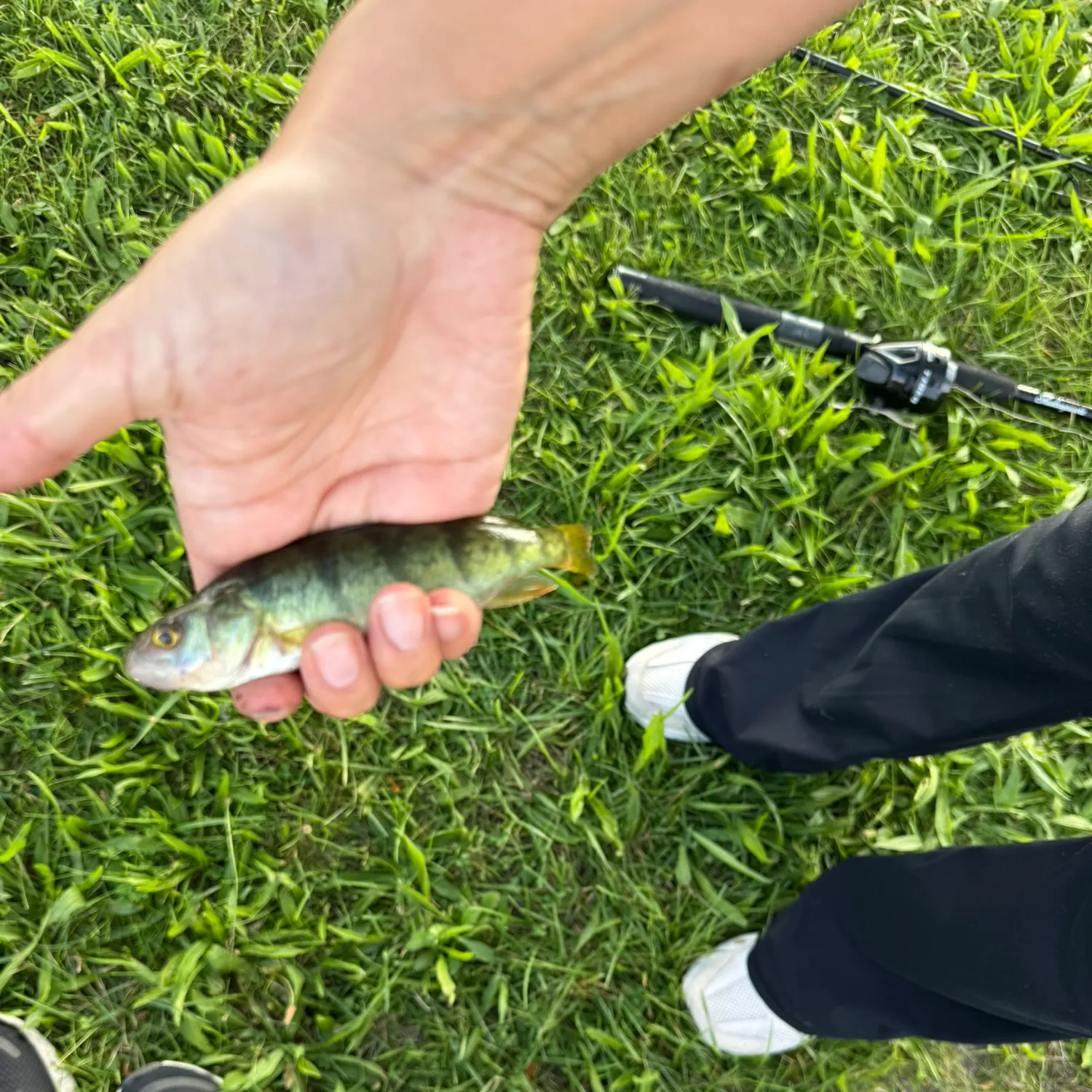 Yellow perch caught on Fishbrain