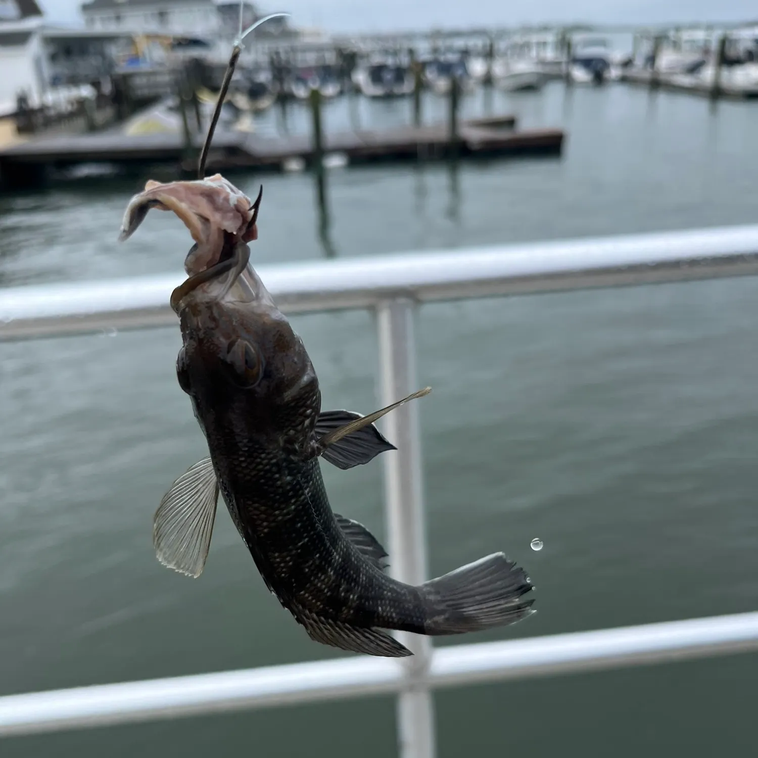 The most recent Black sea bass catches on Fishbrain