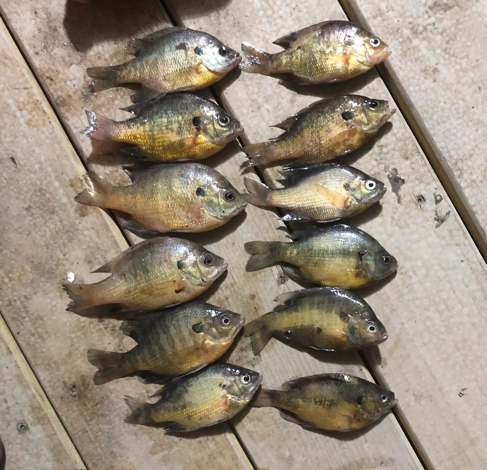 recently logged catches