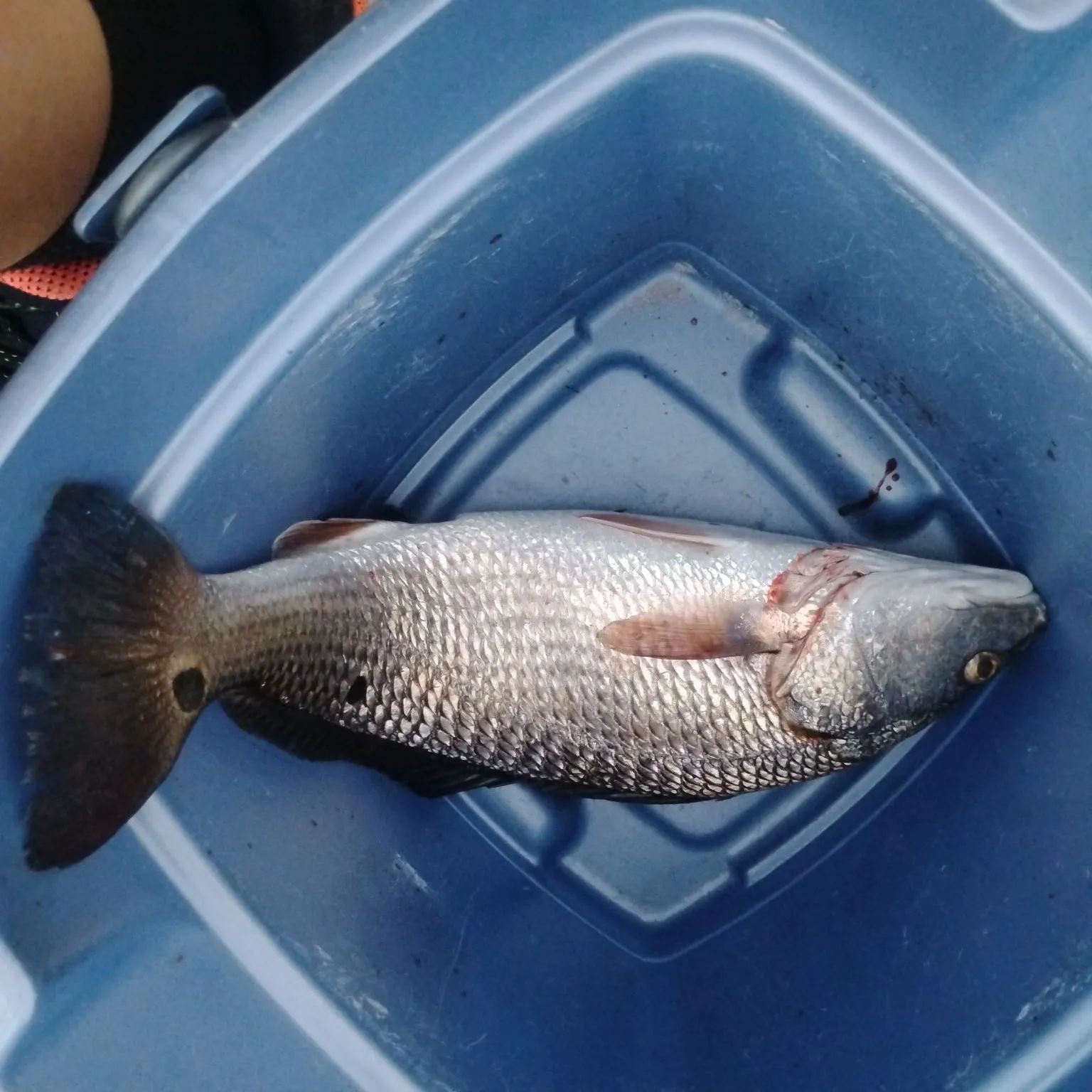 Red drum caught on Fishbrain