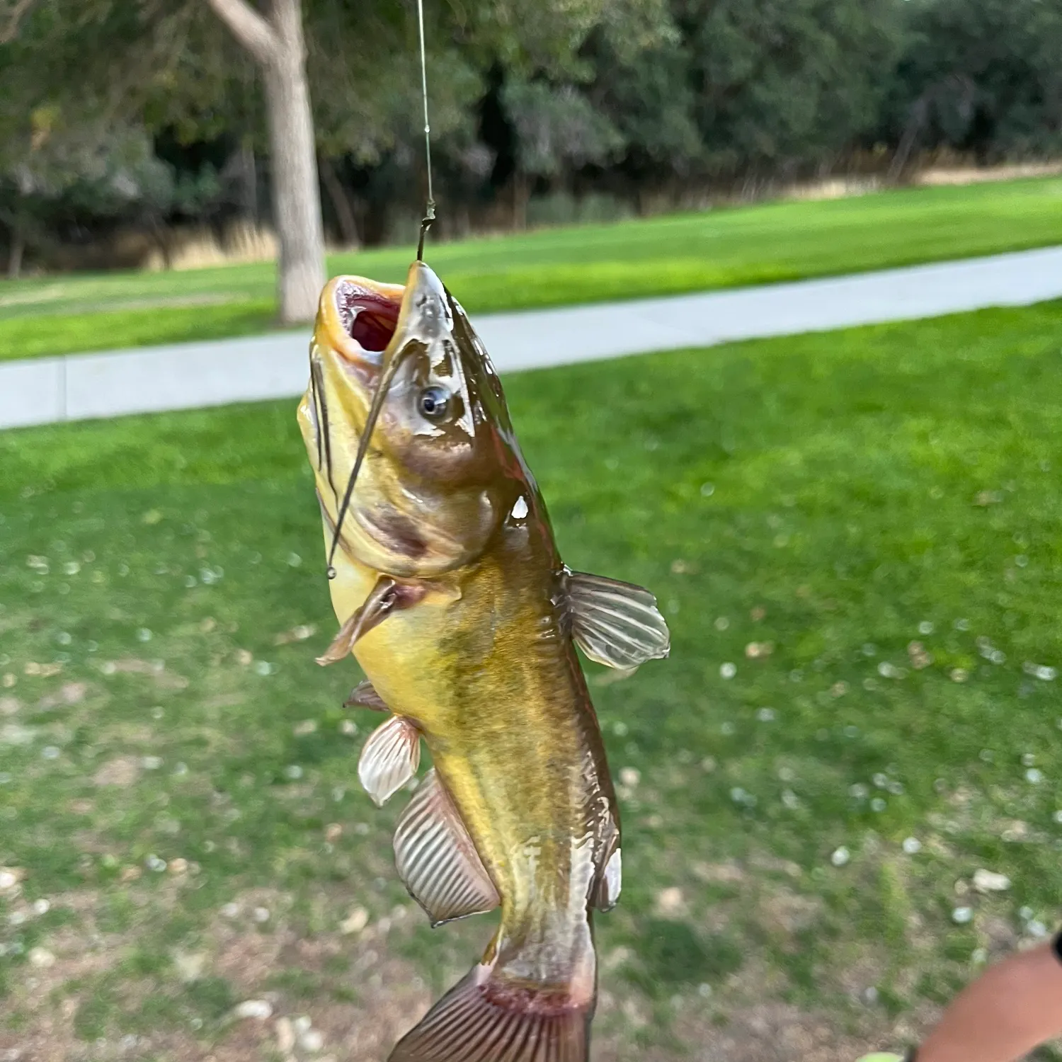 Yellow bullhead caught on Fishbrain