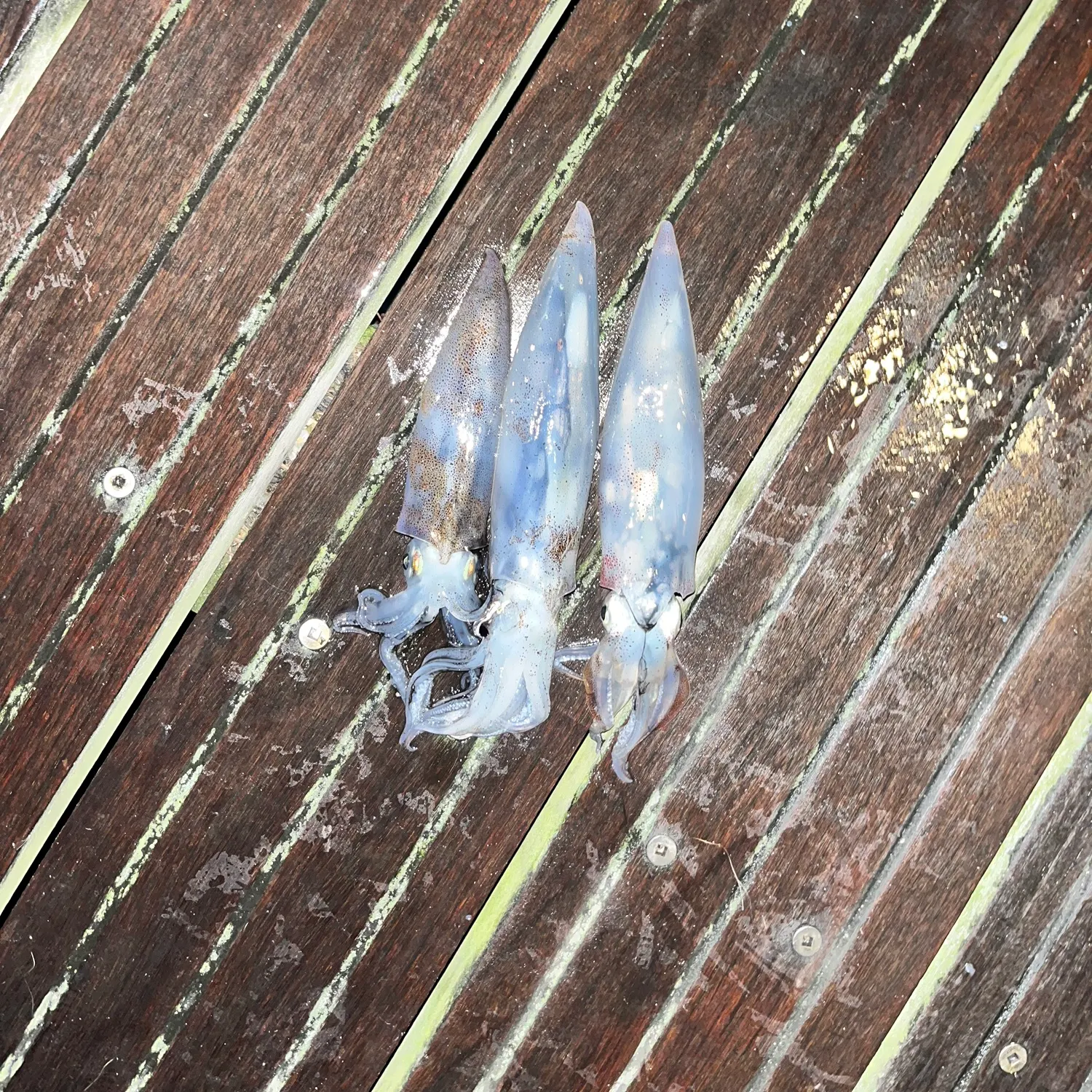 The most recent Longfin inshore squid catches on Fishbrain