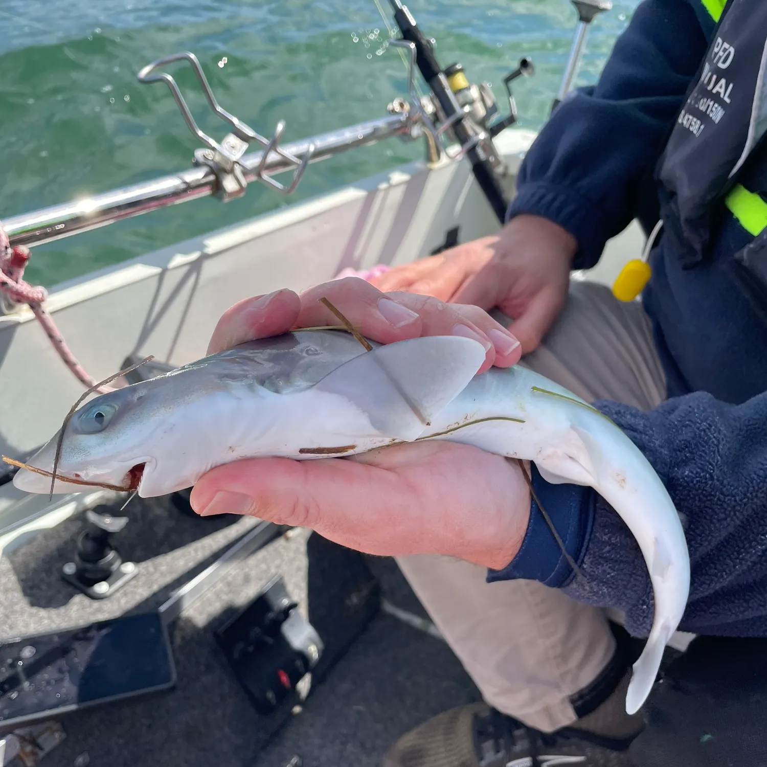 The most recent Tope shark catches on Fishbrain