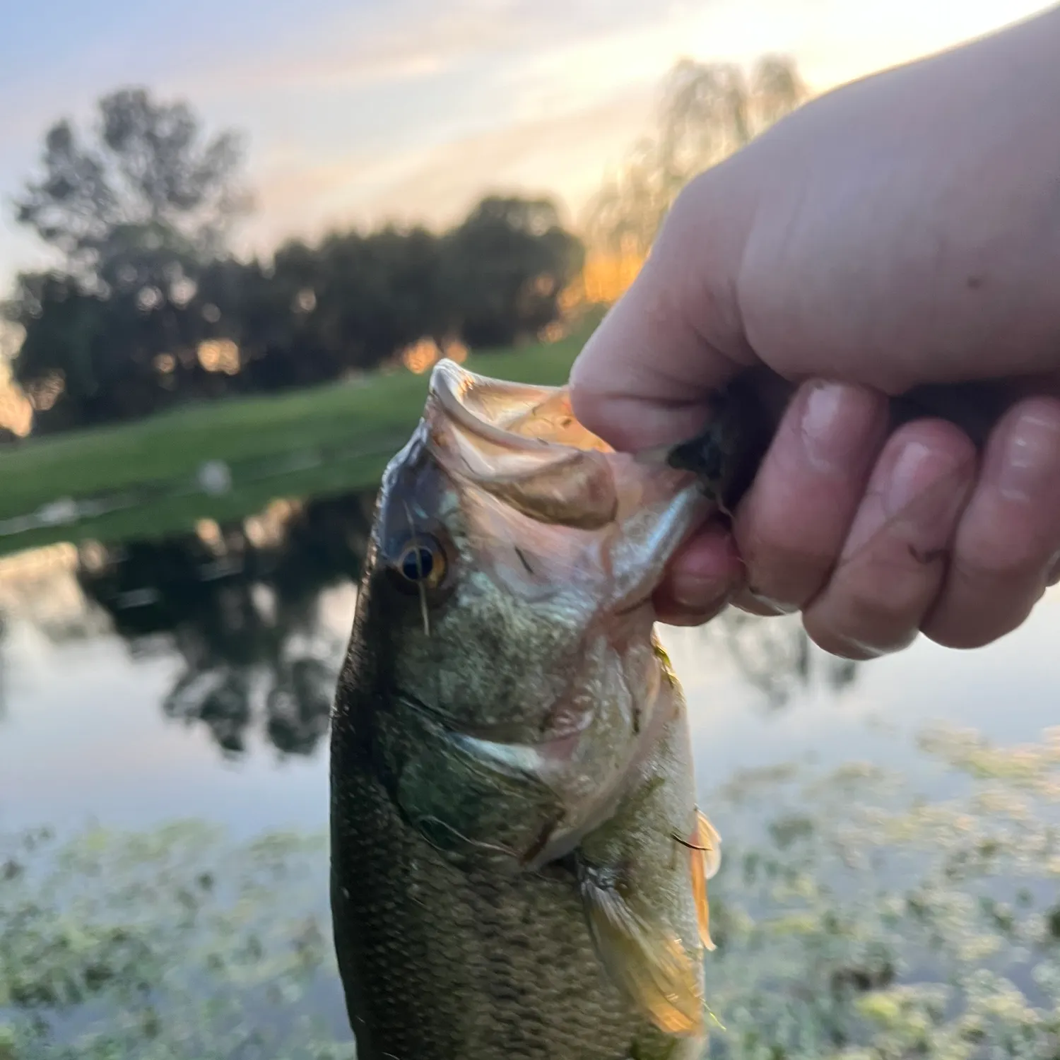 angler catch