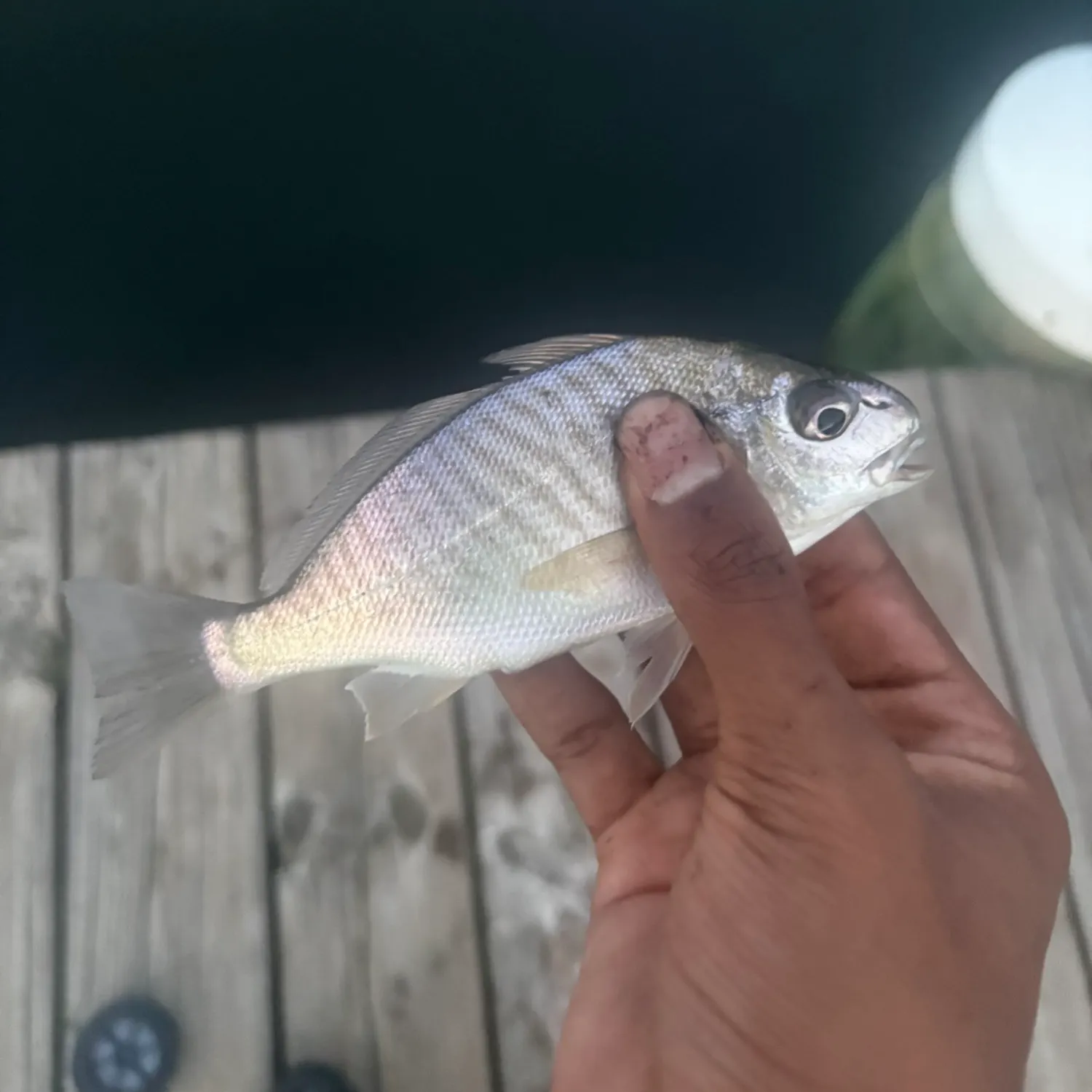 Spot croaker caught on Fishbrain