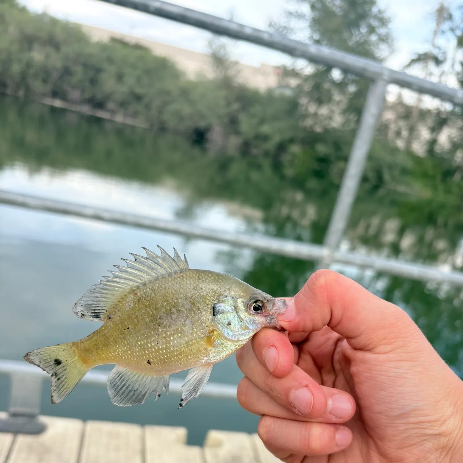 Bluegill caught on Fishbrain